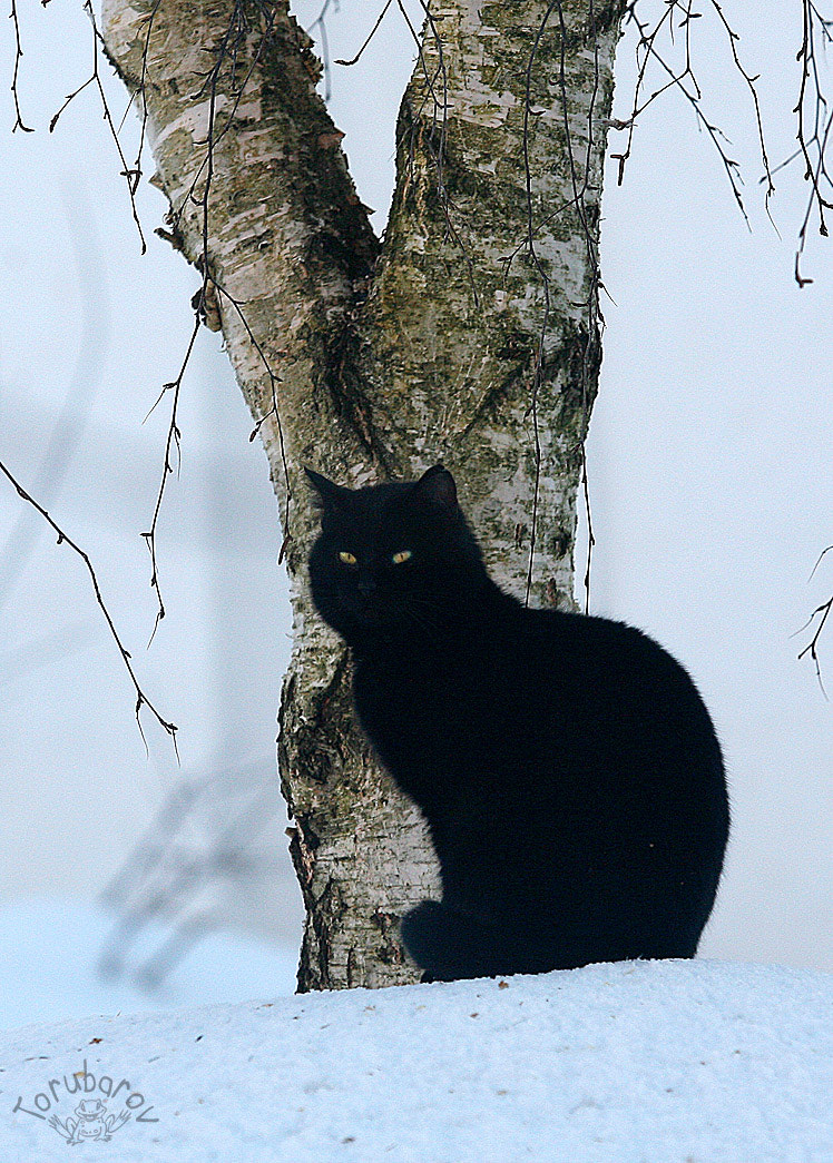 Canon EF 80-200mm f/2.8L sample photo. Black ghost photography