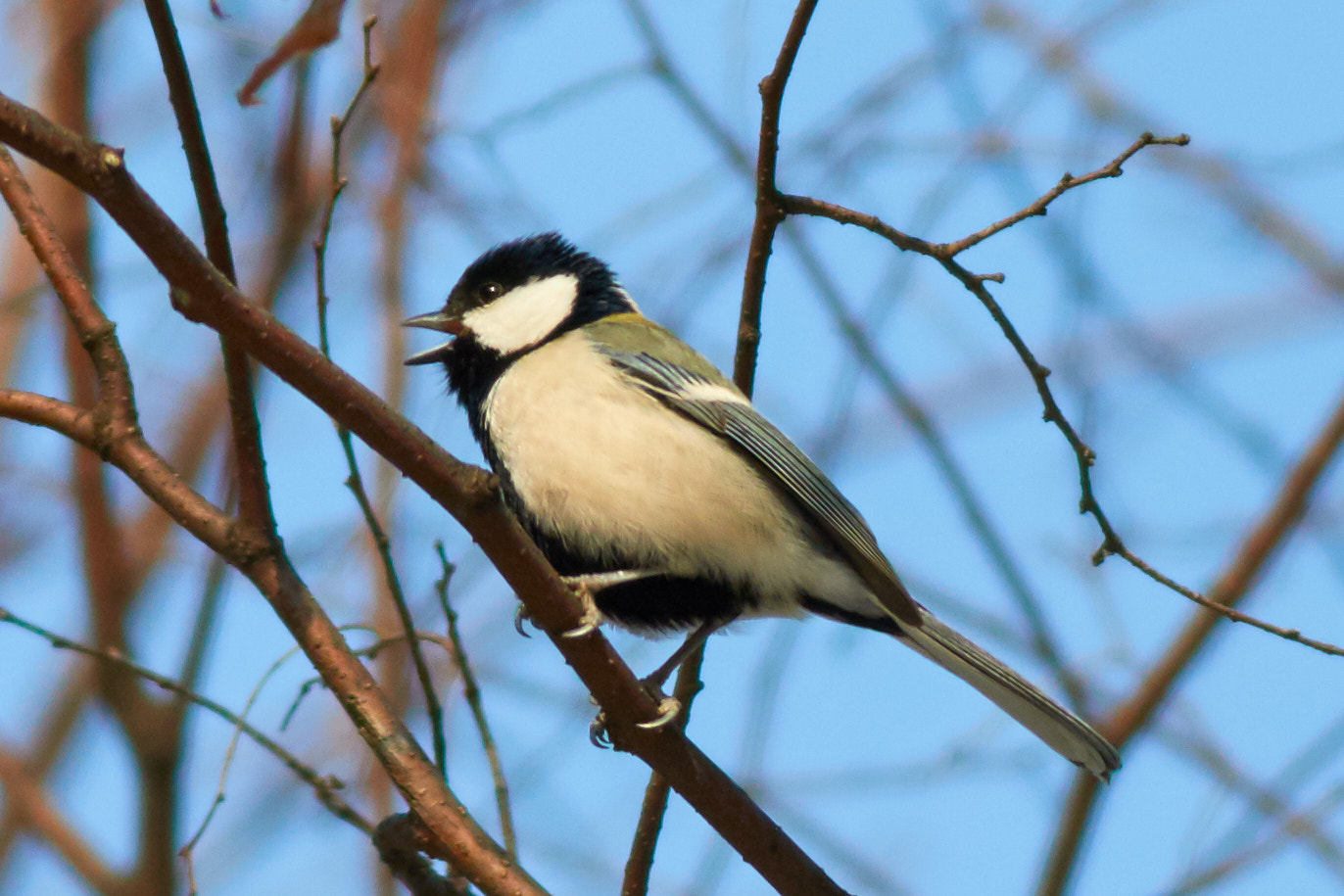 Canon EOS 7D Mark II + Canon EF 400mm F5.6L USM sample photo. Great tit photography
