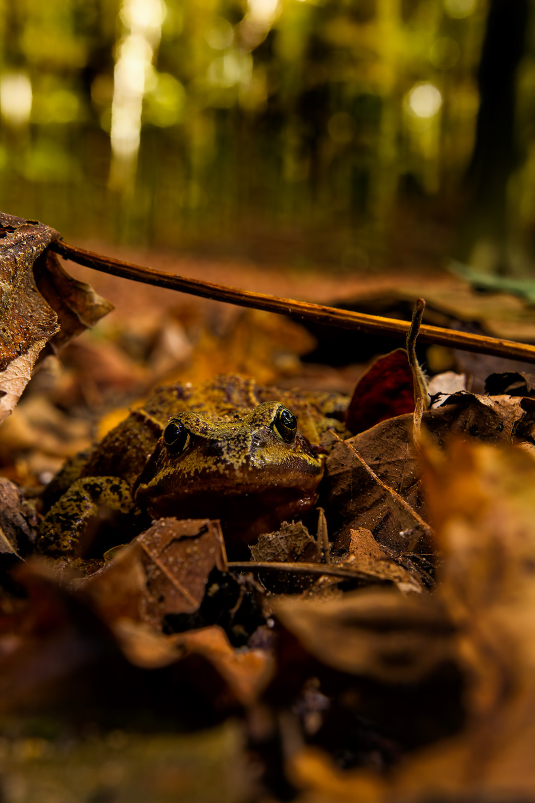 Canon EOS 60D + Sigma 18-35mm f/1.8 DC HSM sample photo. What are you lookin at? photography