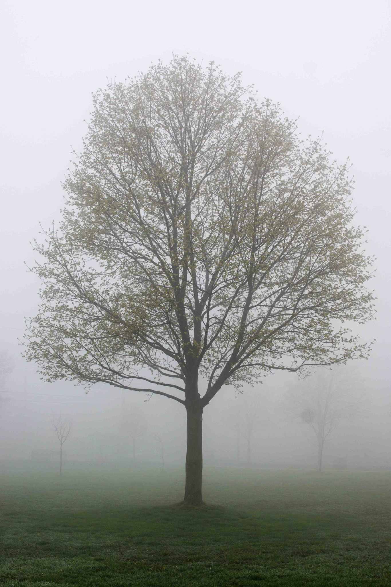 Sony SLT-A77 + 24-70mm F2.8 sample photo. One tree photography