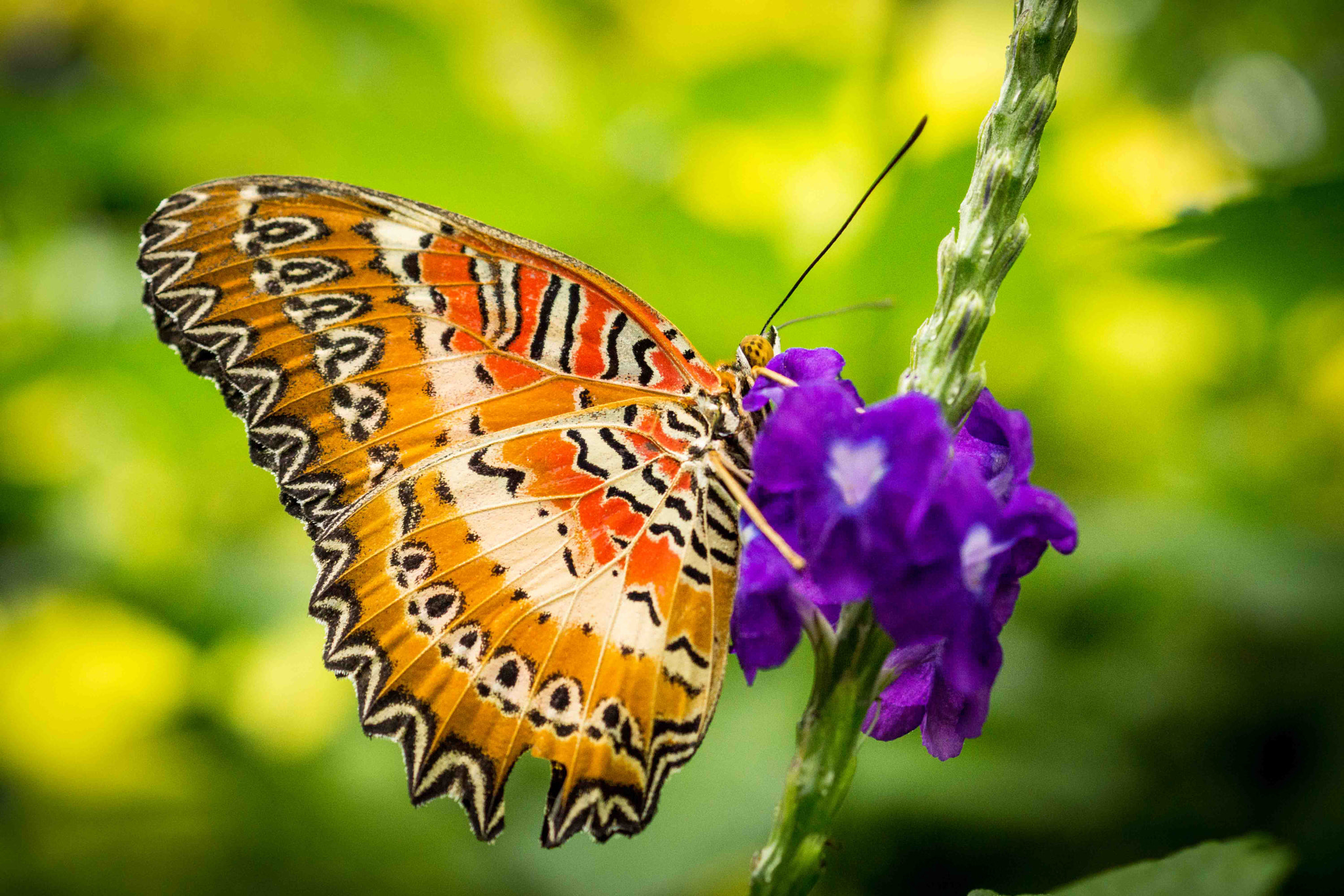 Sony SLT-A77 sample photo. Malay lacewing butterfly photography