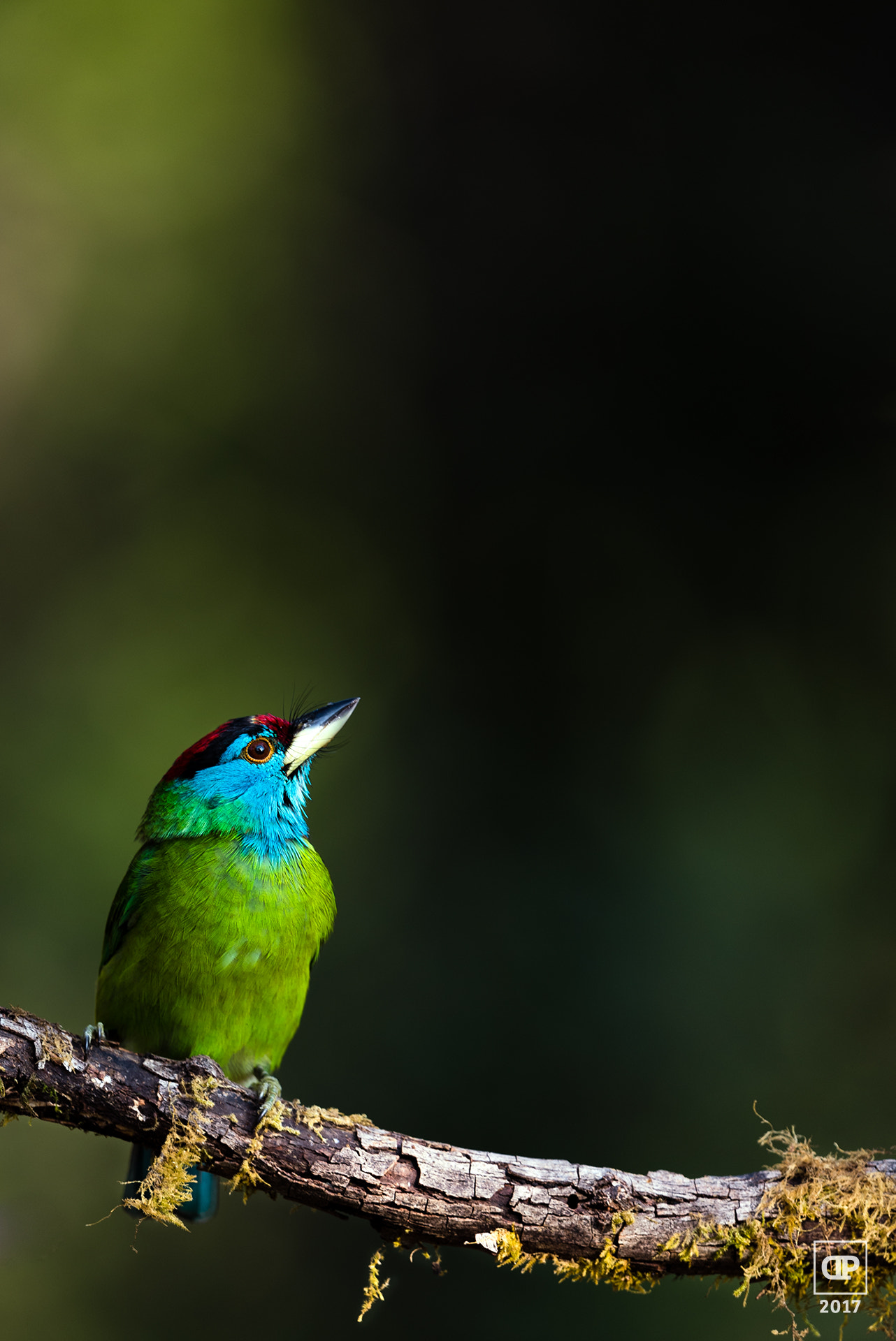 Nikon D750 + Nikon AF-S Nikkor 500mm F4G ED VR sample photo. Blue-throated barbet photography