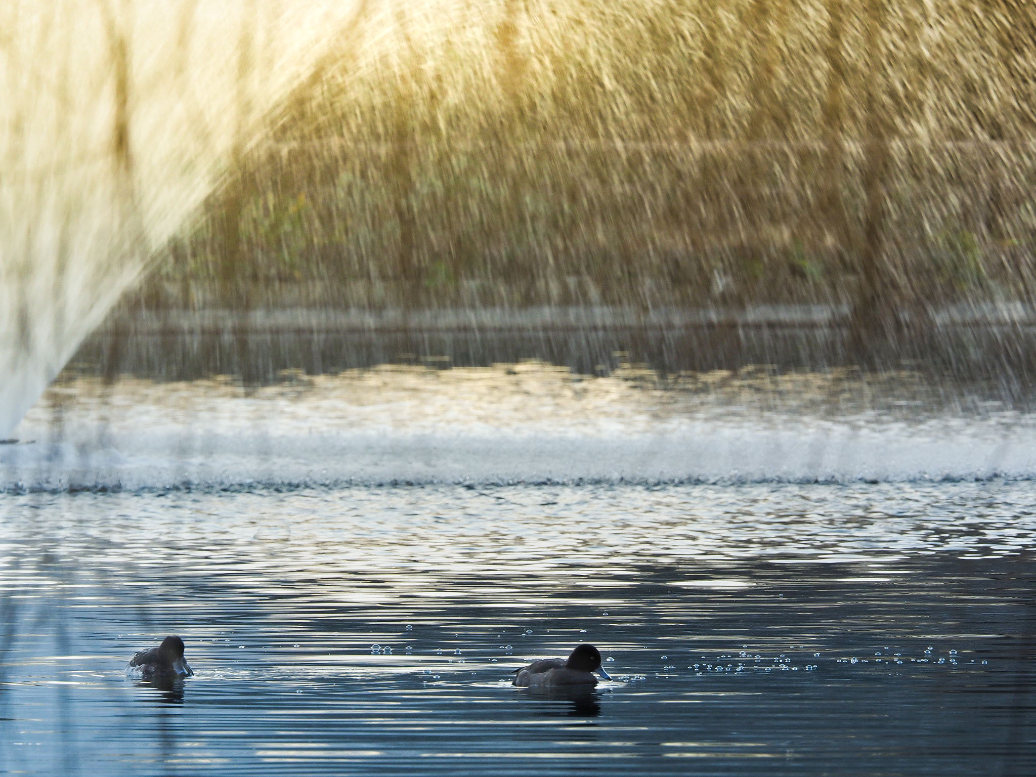Olympus OM-D E-M1 + Olympus M.Zuiko Digital ED 40-150mm F2.8 Pro sample photo. Winter shower photography
