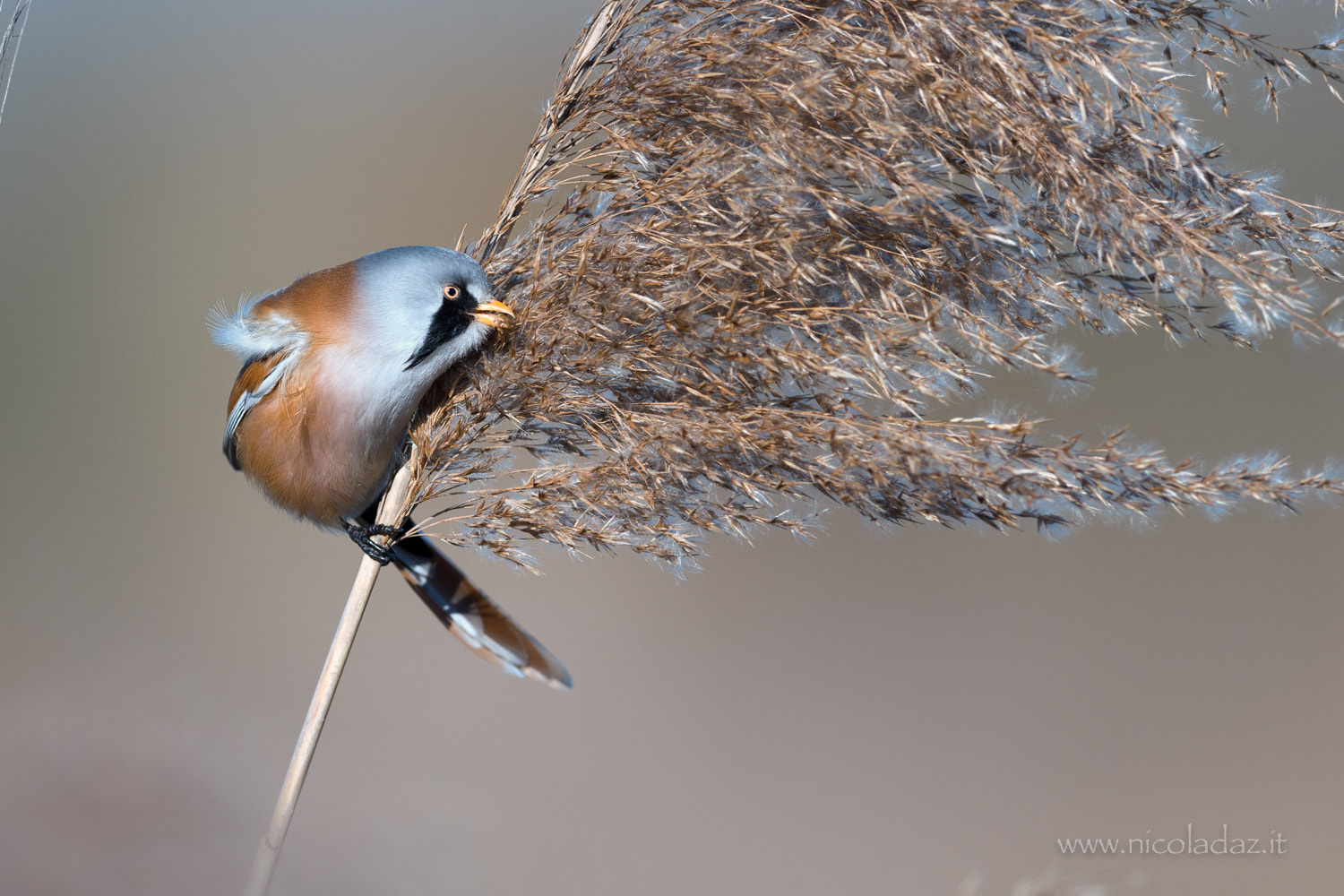 Nikon D5 + Nikon AF-S Nikkor 600mm F4E FL ED VR sample photo. Basettino photography