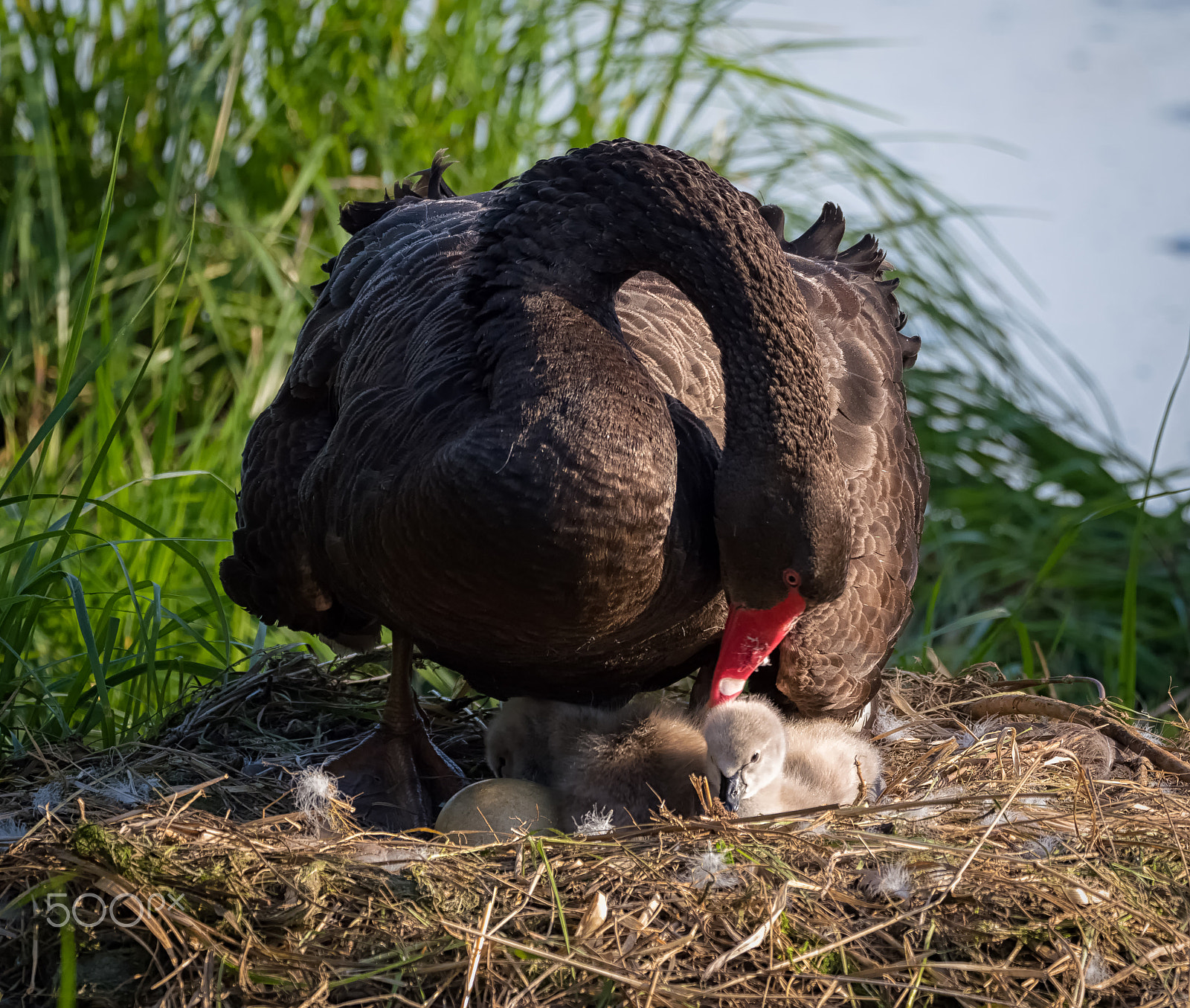 Panasonic Lumix DMC-GH4 + LEICA DG 100-400/F4.0-6.3 sample photo. Black swan and cygnets photography