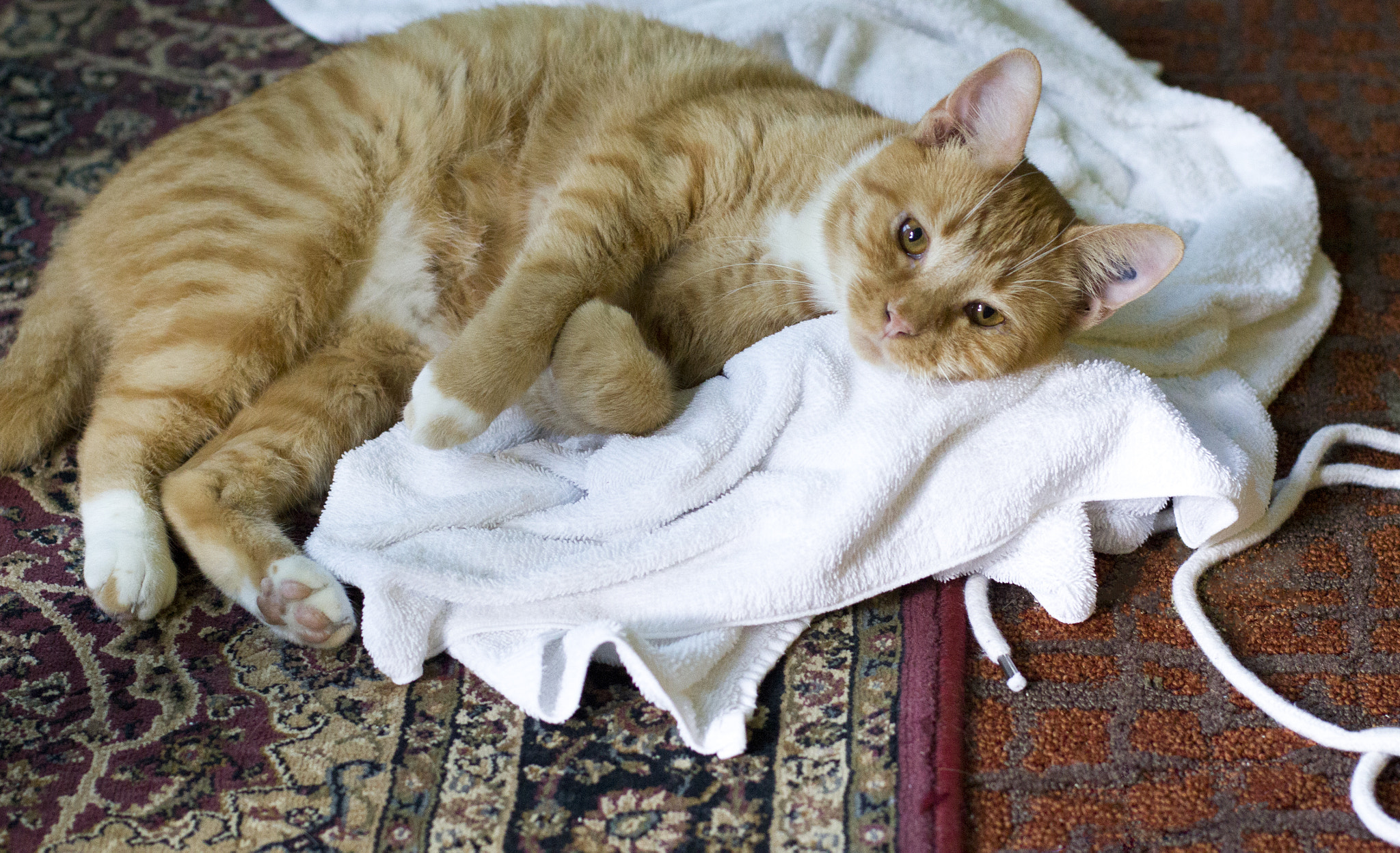 Canon EOS 550D (EOS Rebel T2i / EOS Kiss X4) sample photo. My kitty mango photography