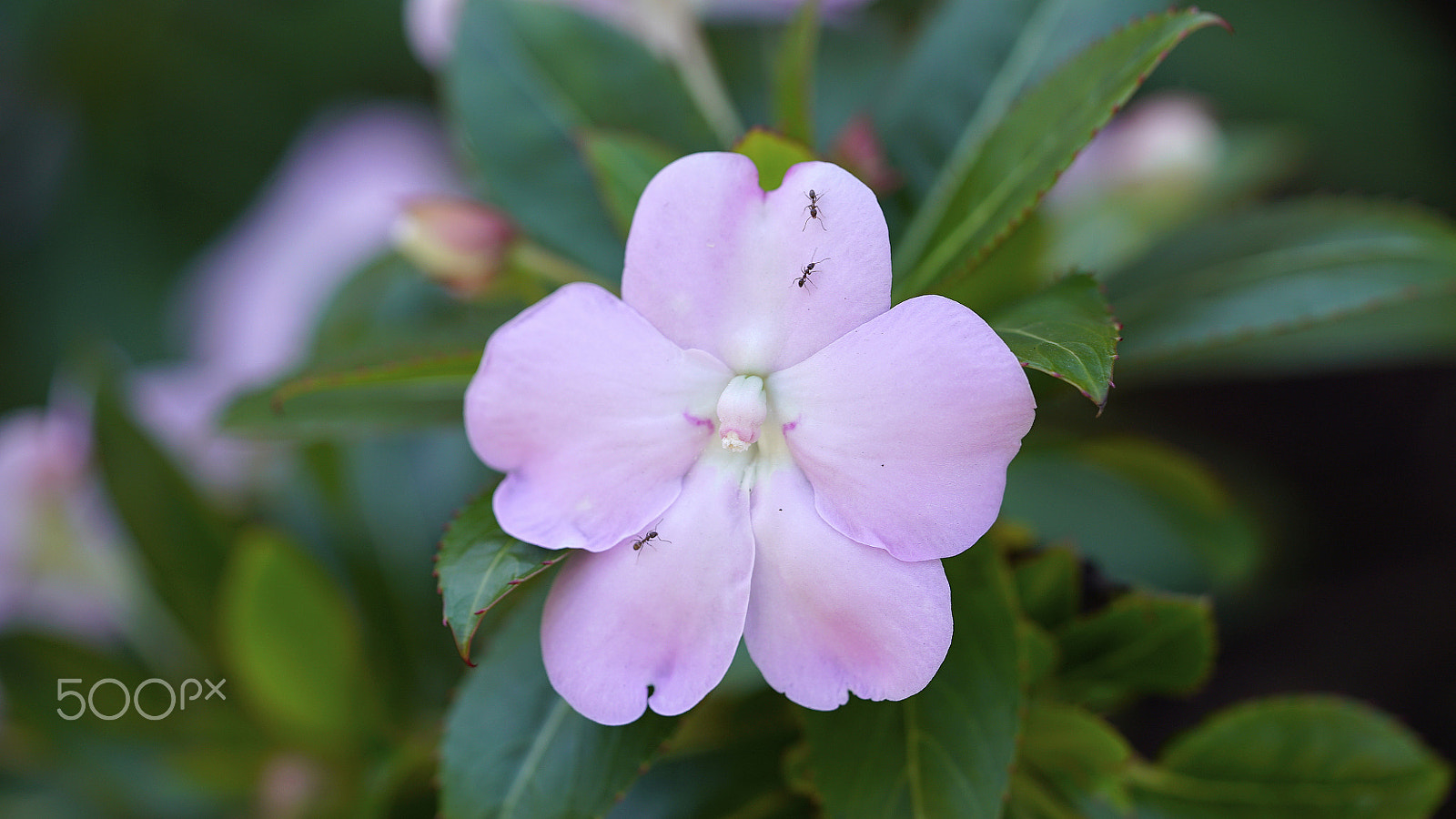 Sony a7S II + Sony FE 90mm F2.8 Macro G OSS sample photo. Fiesta time photography