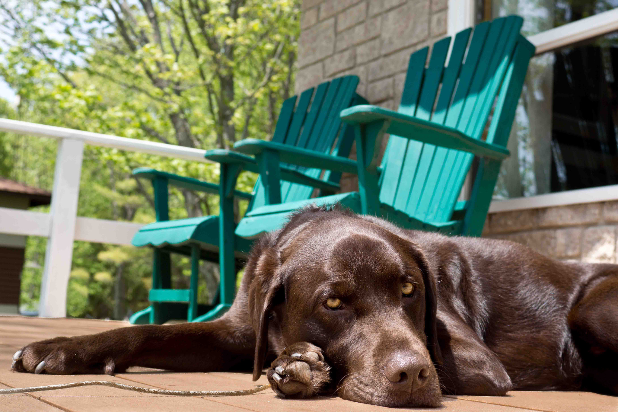 Sony SLT-A77 + Sony DT 30mm F2.8 Macro SAM sample photo. A dog's life ii photography