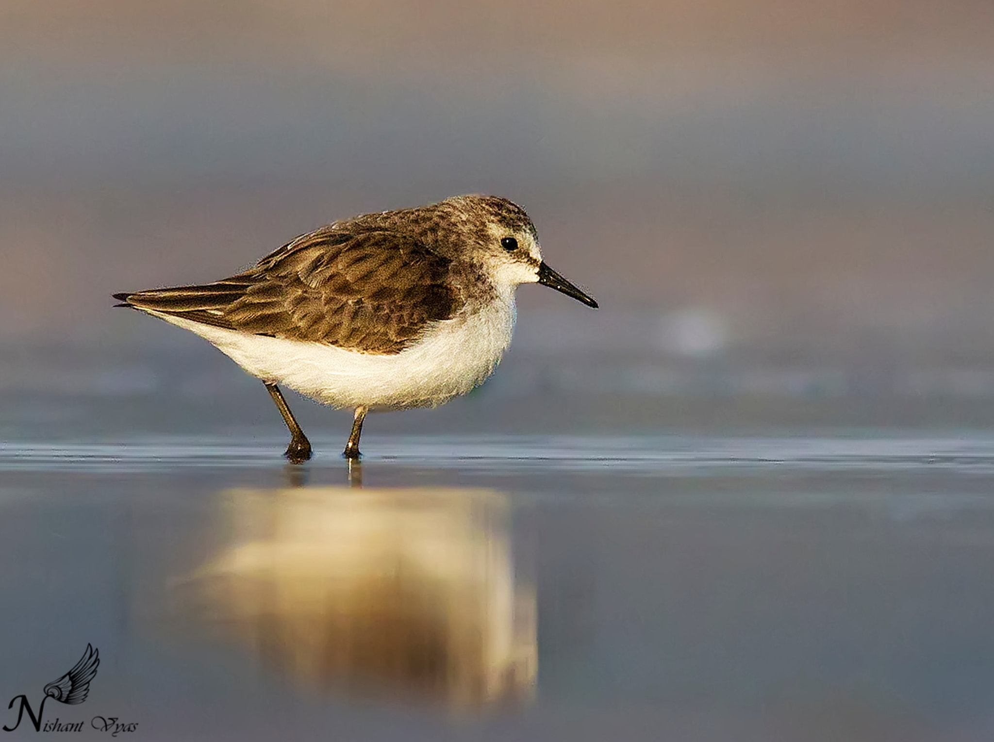 Sigma 150-500mm F5-6.3 DG OS HSM sample photo. Little stint photography