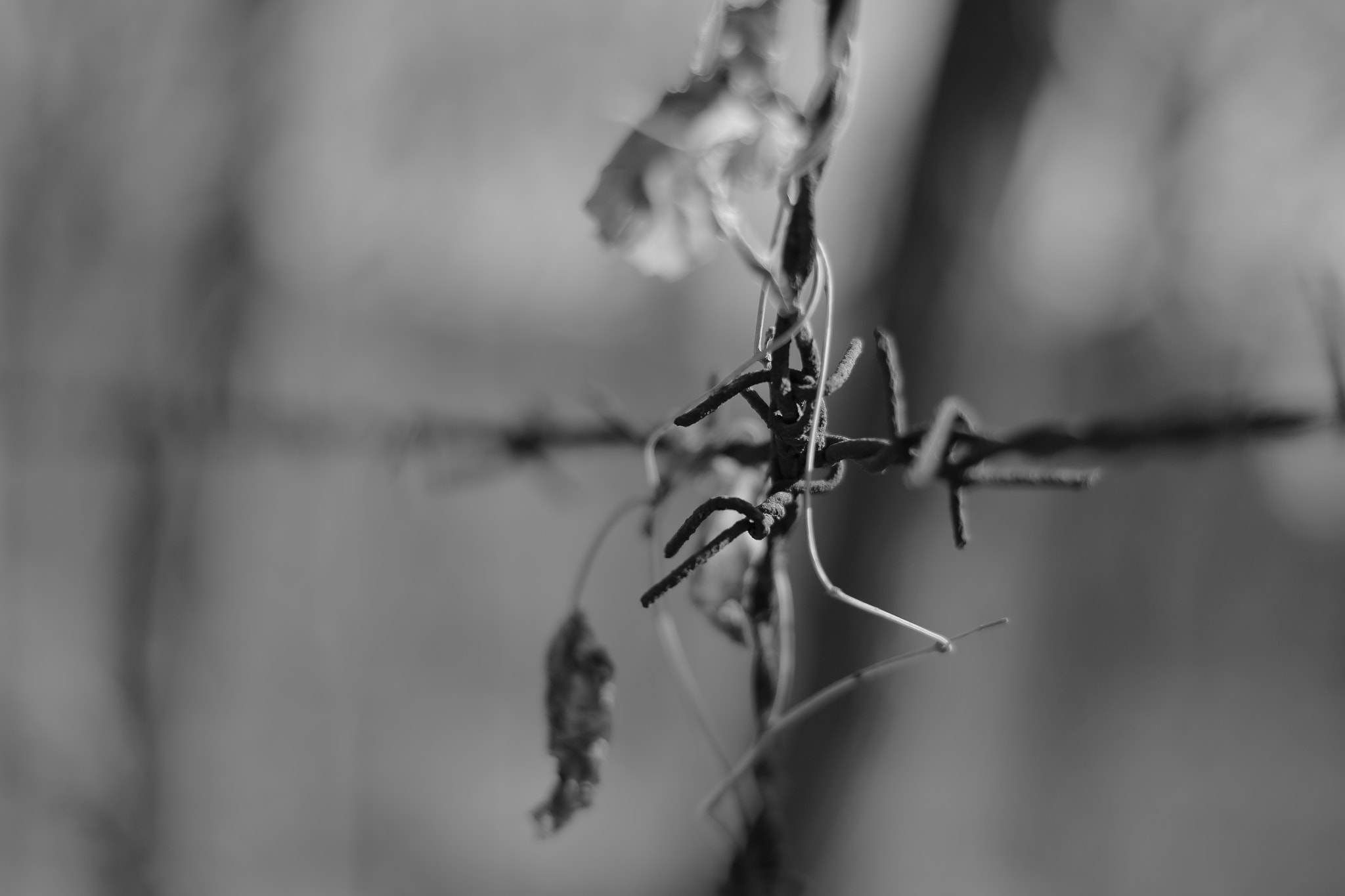 ZEISS Planar T* 50mm F1.4 sample photo. Iron wire&rattan photography