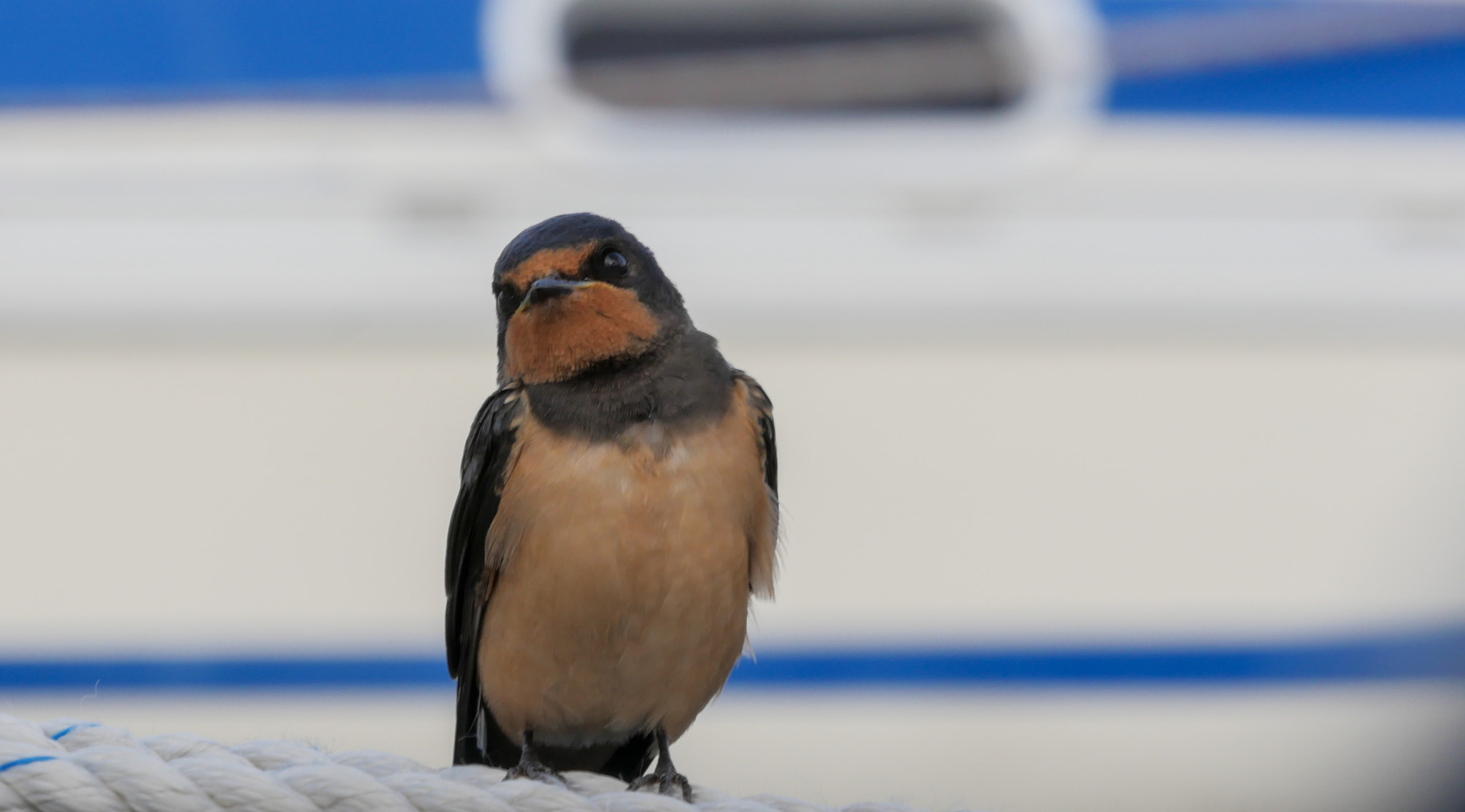 Panasonic Lumix DMC-GH4 sample photo. Boerenzwaluw barn swallow hirundo rustica photography