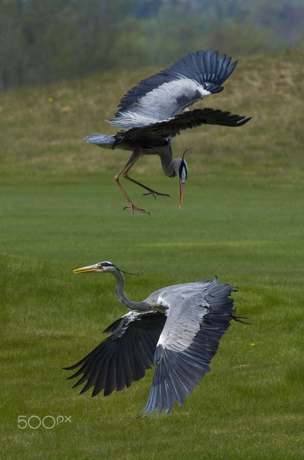 Tamron AF 70-300mm F4-5.6 LD Macro 1:2 sample photo. Mid-air action photography