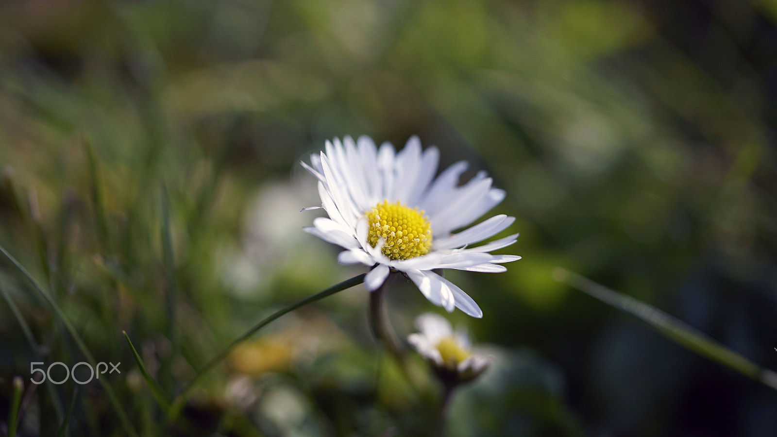 Sony a7S II + Sony FE 90mm F2.8 Macro G OSS sample photo. They don't know how far we had to go photography