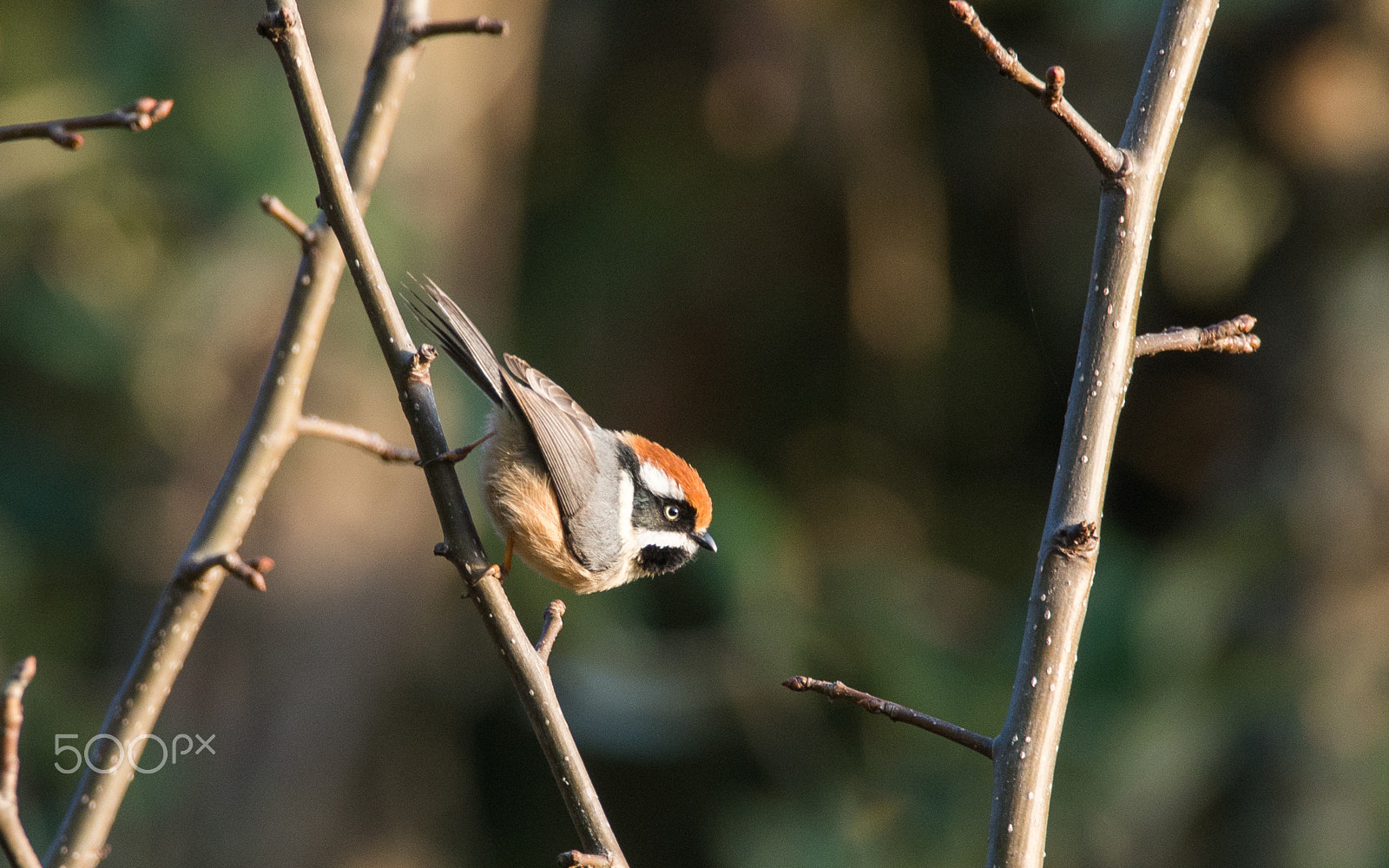 Olympus OM-D E-M5 + M.300mm F4.0 + MC-14 sample photo. Black throated bushtit photography