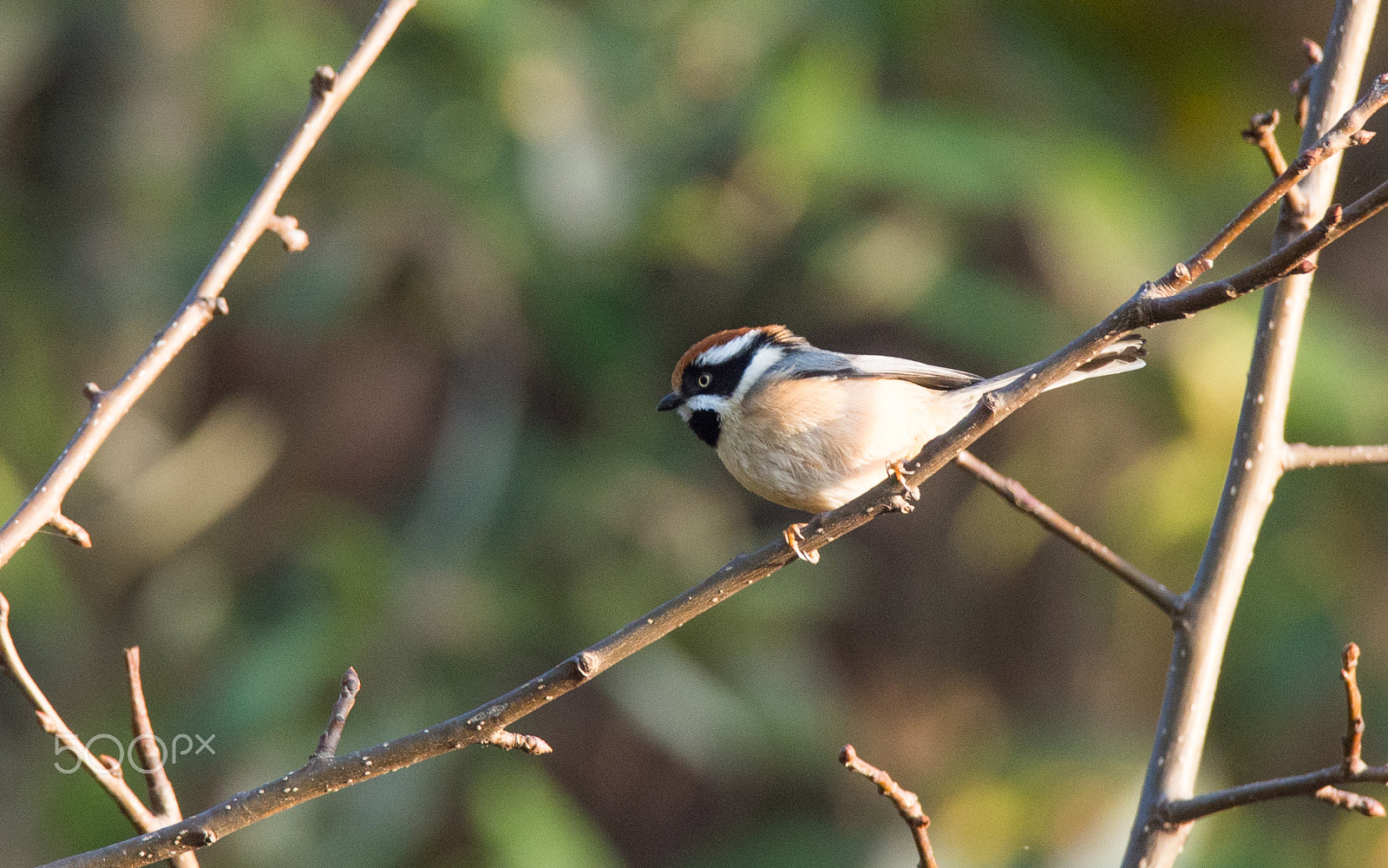 Olympus OM-D E-M5 sample photo. Black throated bushtit photography