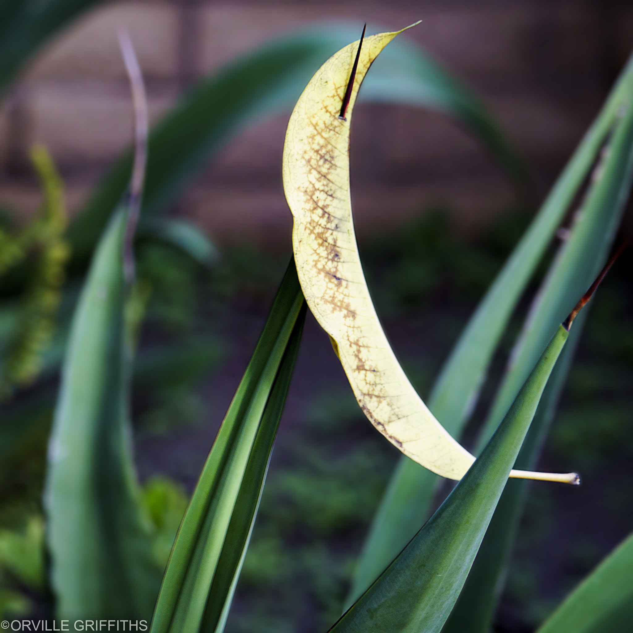 Sony a6300 sample photo. Backstabber*bokeh photography