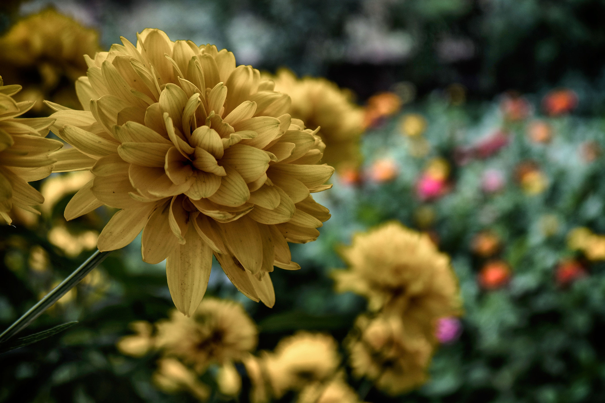 Samsung NX mini sample photo. Together photography