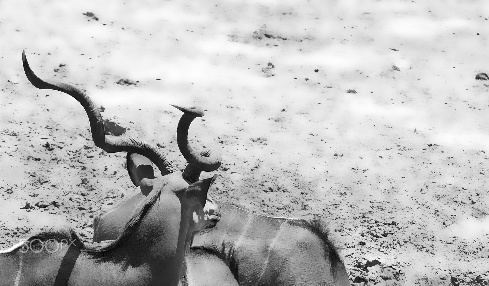 Canon EF 400mm F2.8L IS USM sample photo. Kudu bull photography