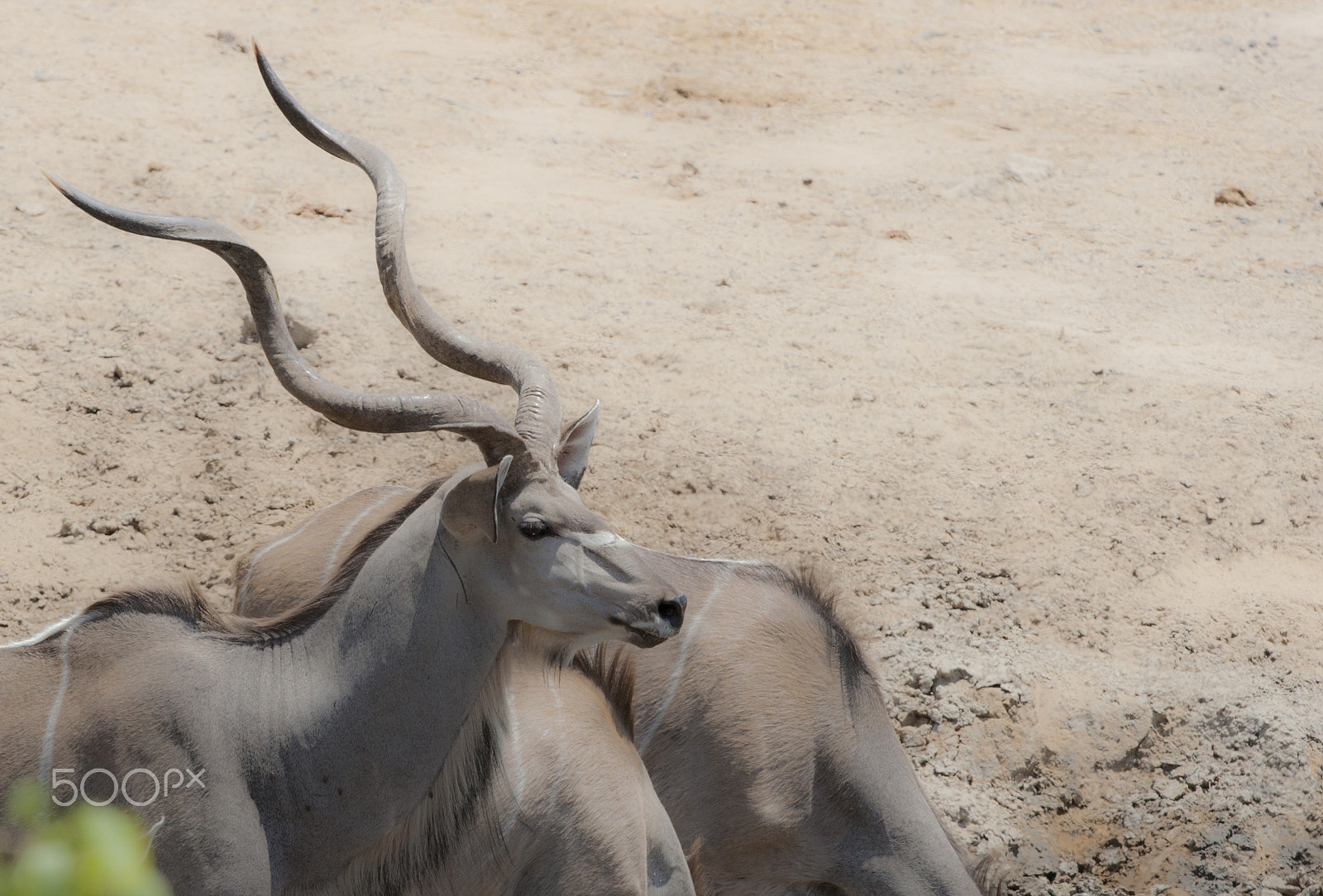 Canon EOS-1D Mark III sample photo. Kudu bull photography