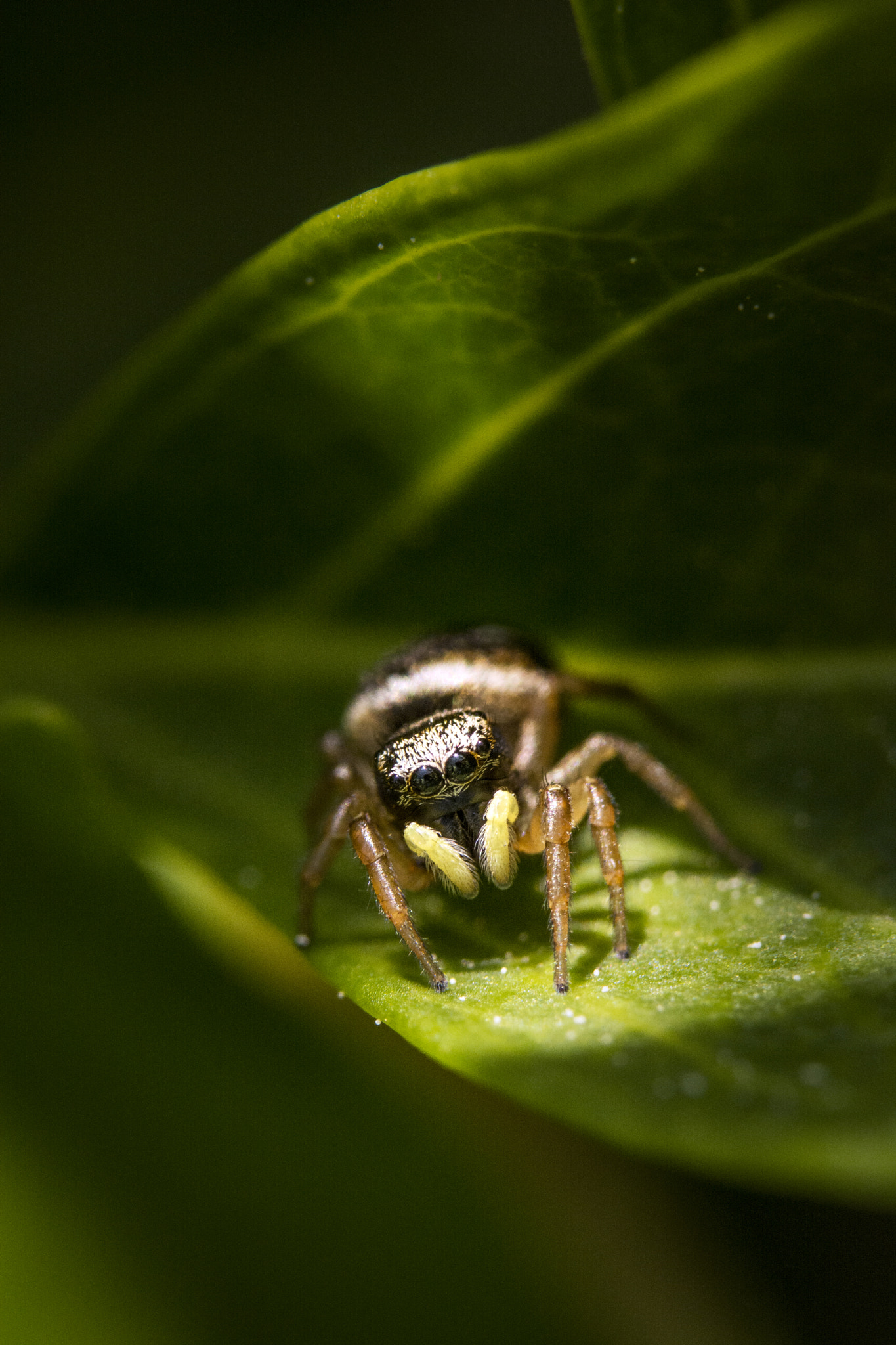 Nikon D5200 sample photo. Salticid spider upon a leaf photography