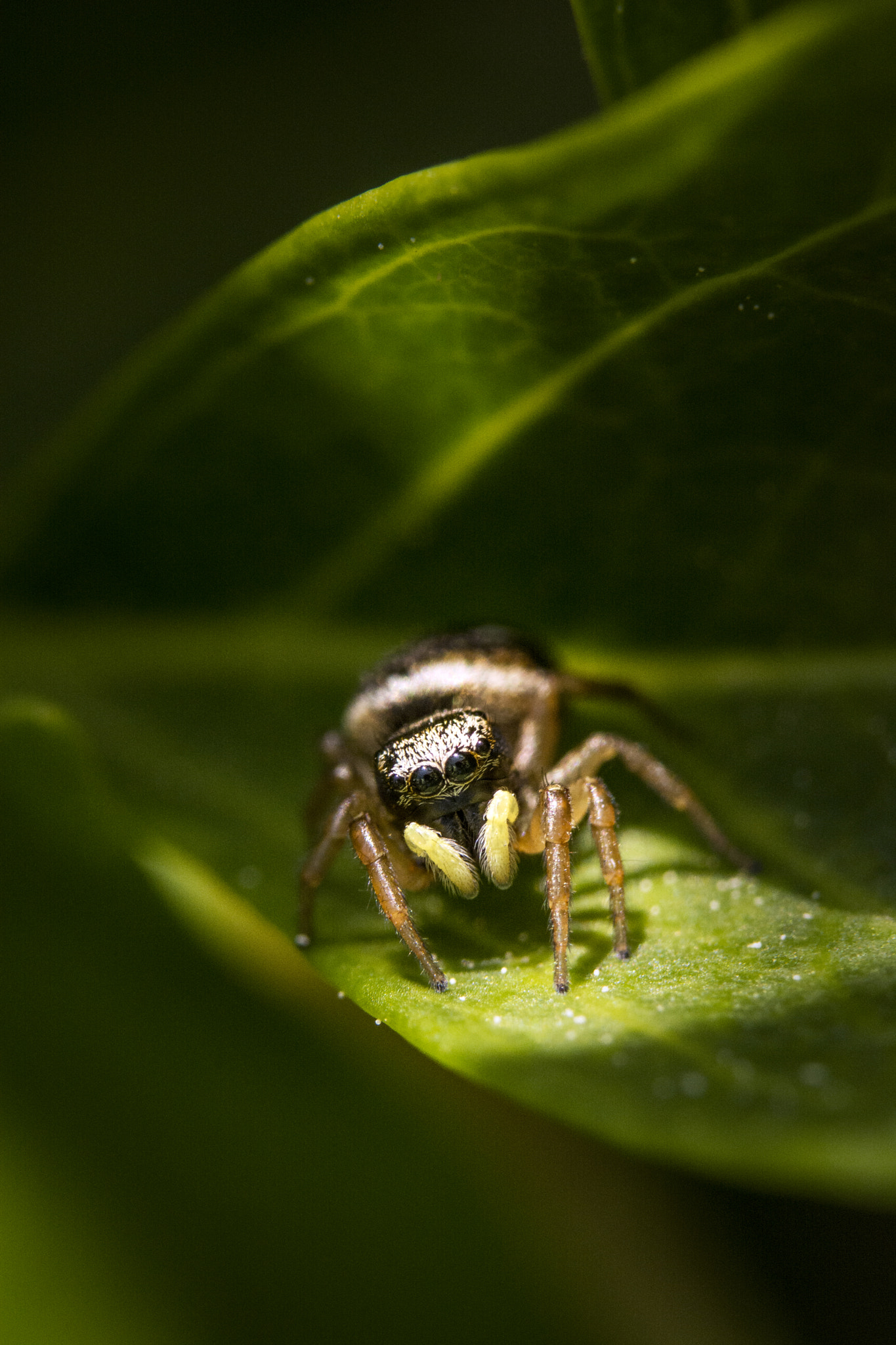 Sigma 105mm F2.8 EX DG OS HSM sample photo. Salticid spider upon a leaf photography
