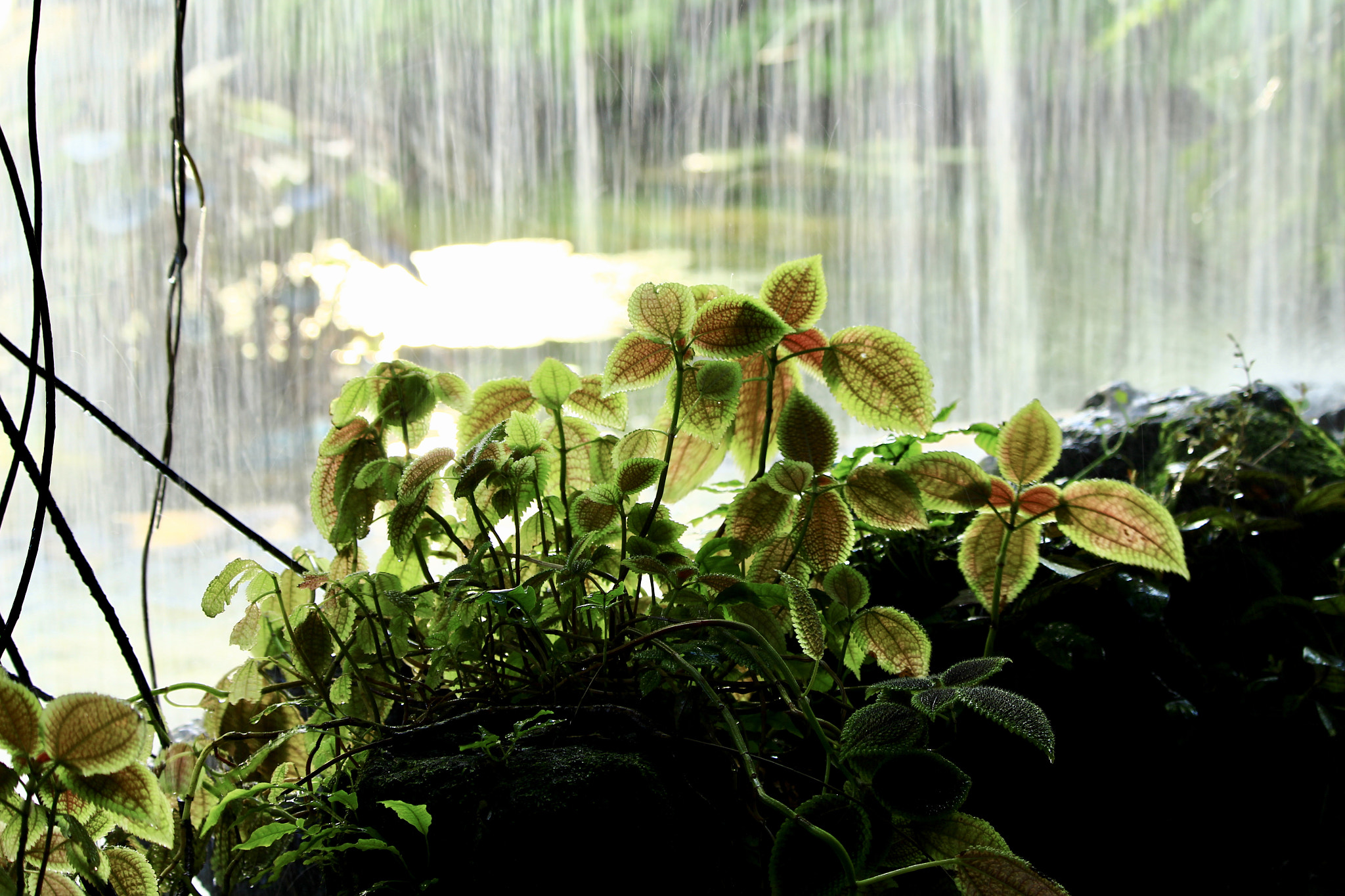 Canon EOS 700D (EOS Rebel T5i / EOS Kiss X7i) sample photo. Behind the falling water photography
