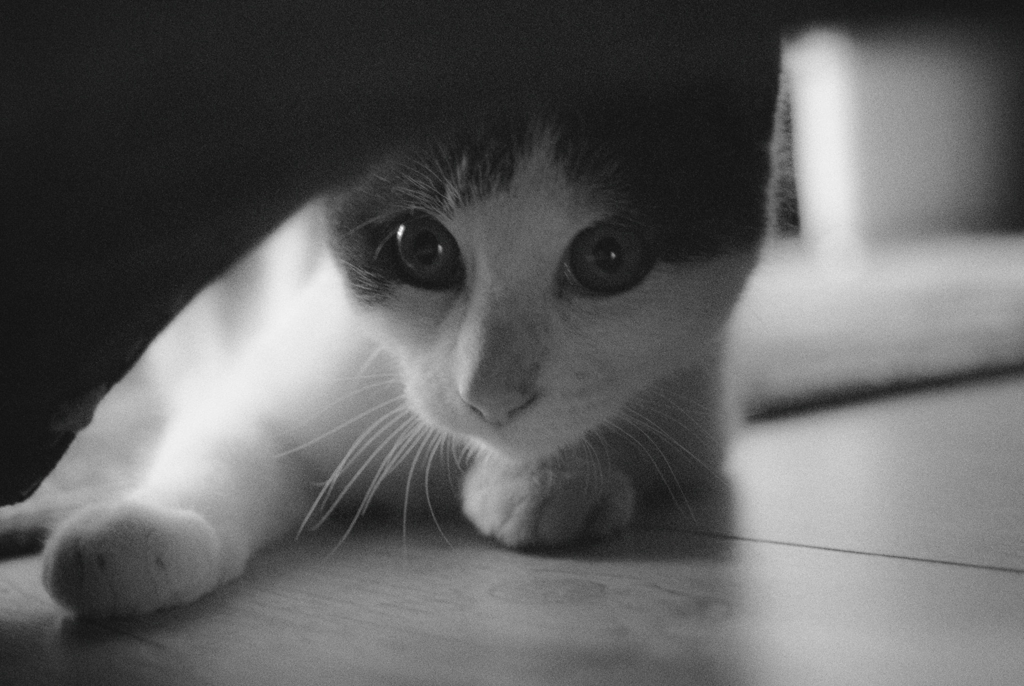 Nikon D200 sample photo. Diesel under the chair photography