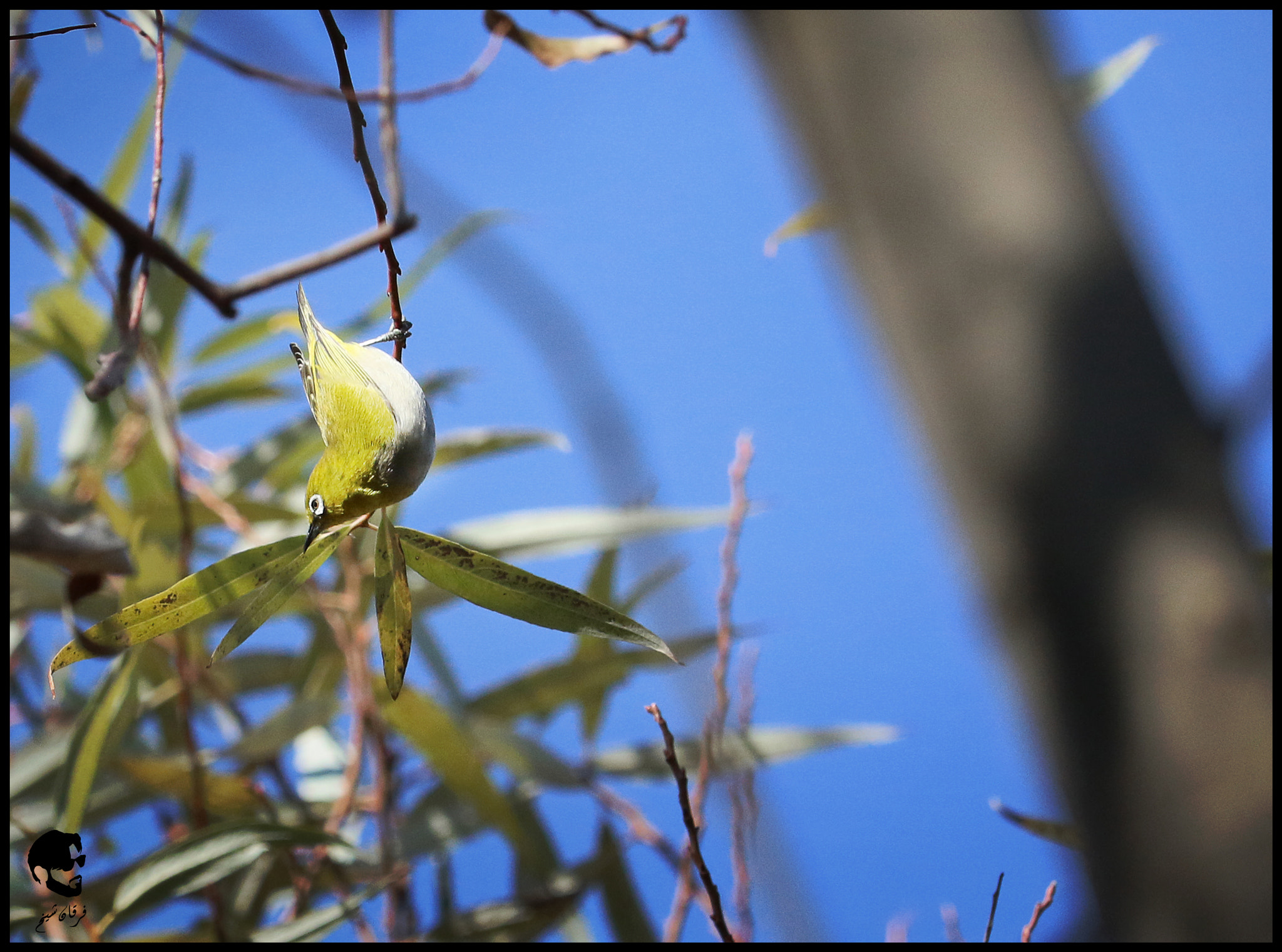 Canon EF-S 55-250mm F4-5.6 IS STM sample photo. Oriental white eye photography