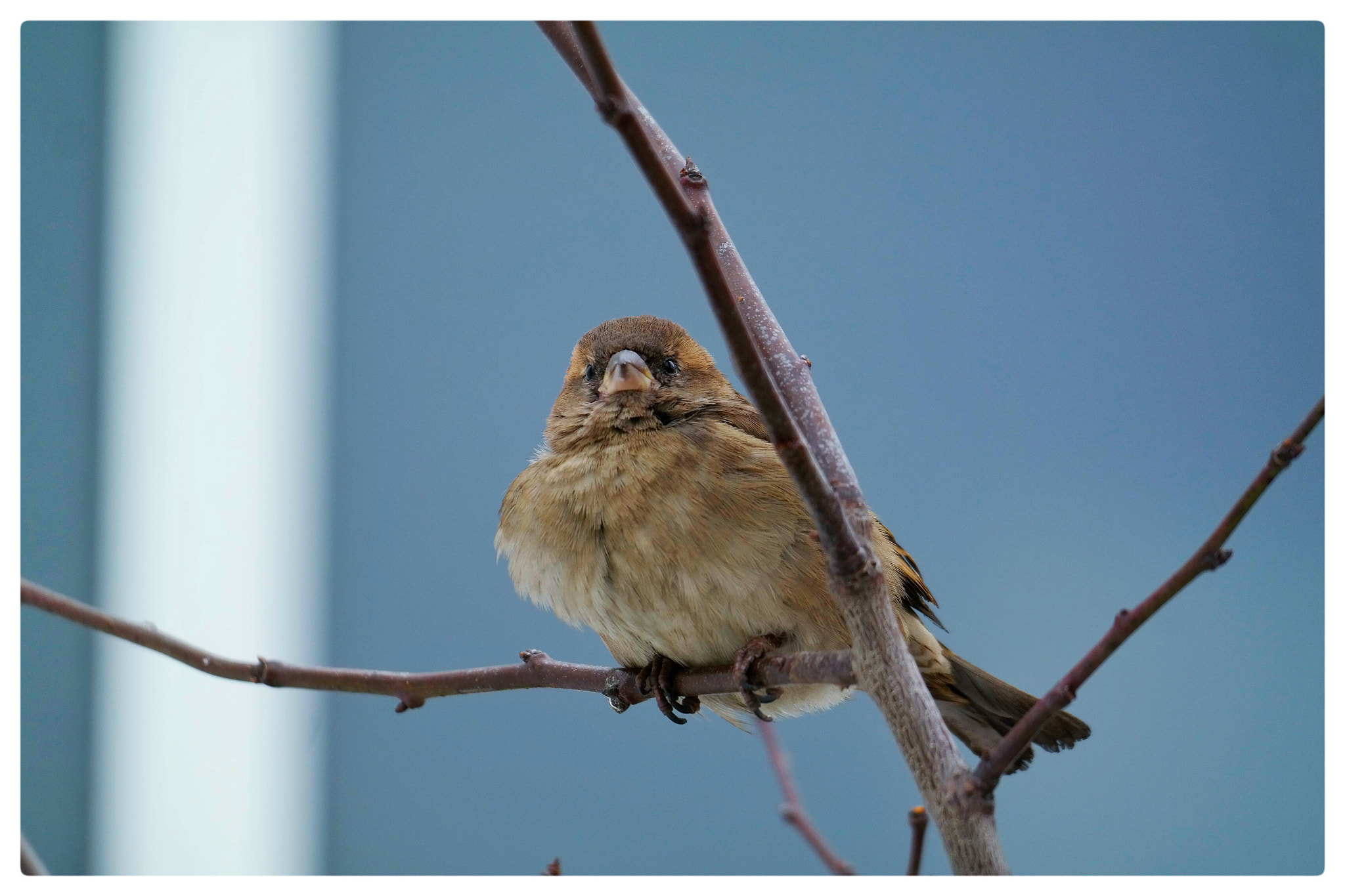 Samsung NX300M sample photo. A new day in winter.... photography