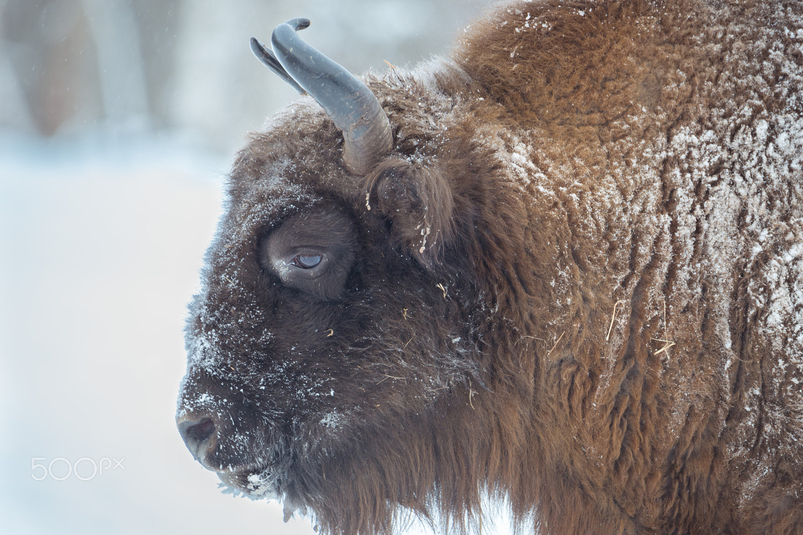 Nikon D800 + Sigma 50mm F2.8 EX DG Macro sample photo. The guardian of winter forest photography