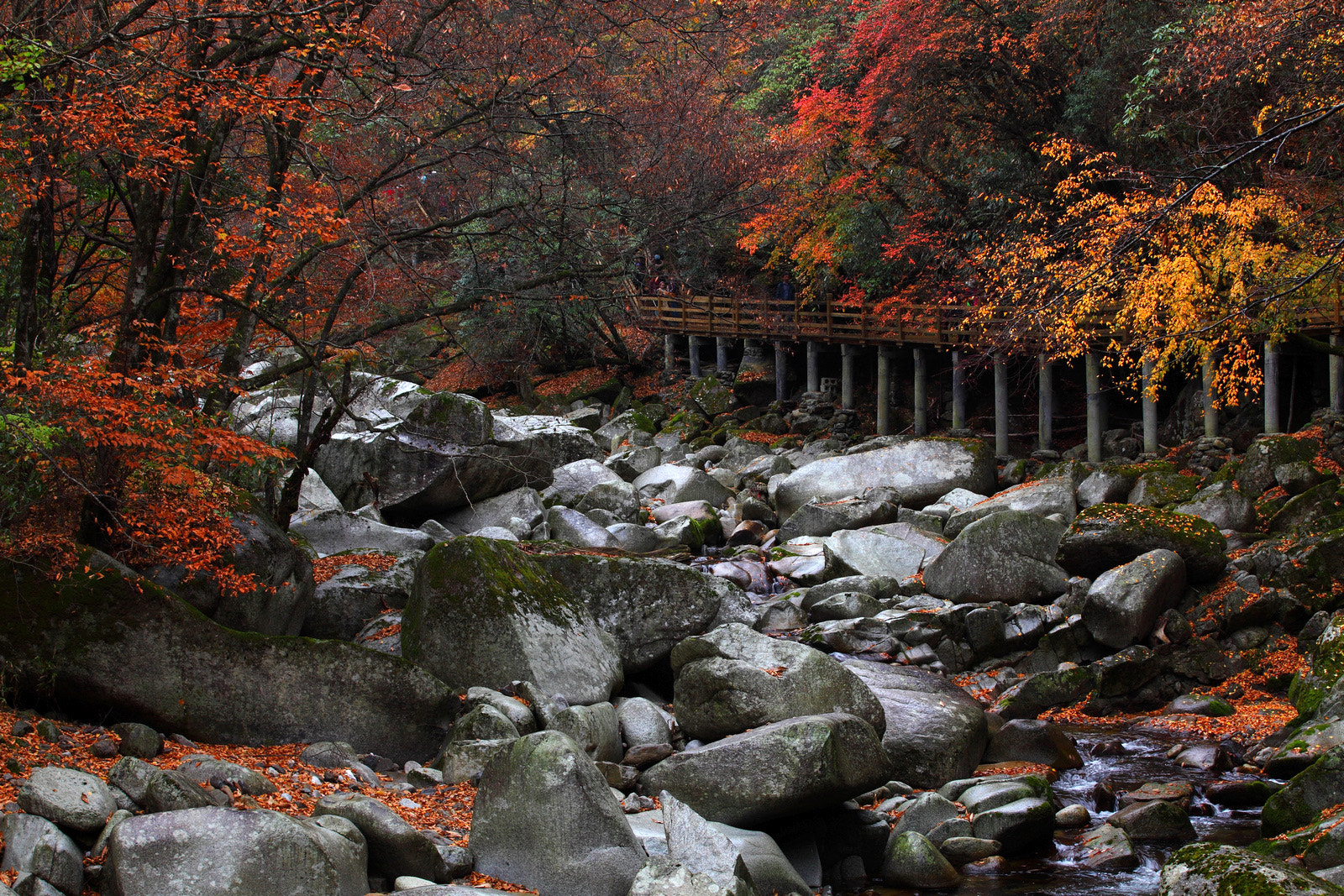 Canon EOS 5D Mark II + Canon EF 70-200mm F2.8L IS II USM sample photo