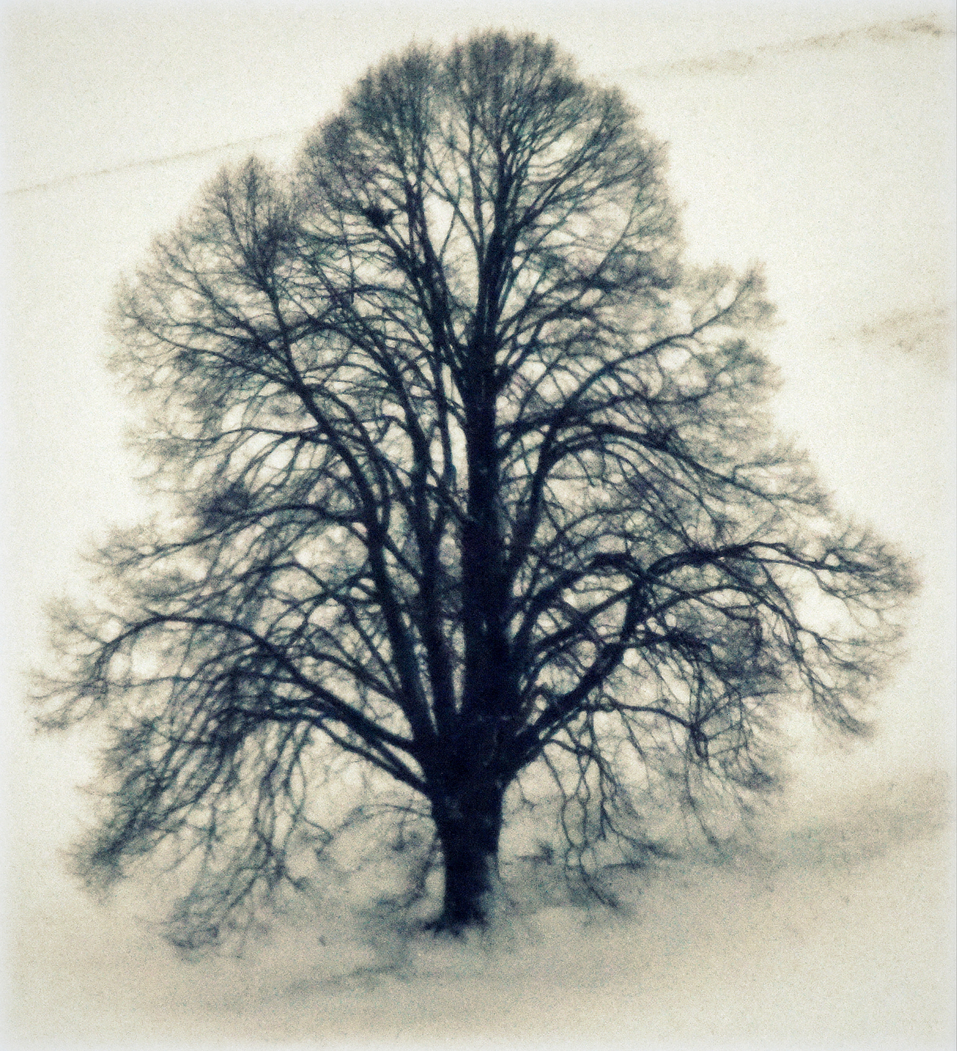 Nikon D810 sample photo. "tree" photography