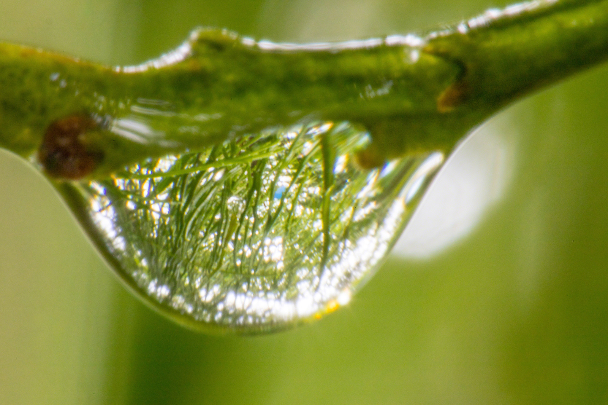 Tamron SP AF 180mm F3.5 Di LD (IF) Macro sample photo. Jungel in a drop photography