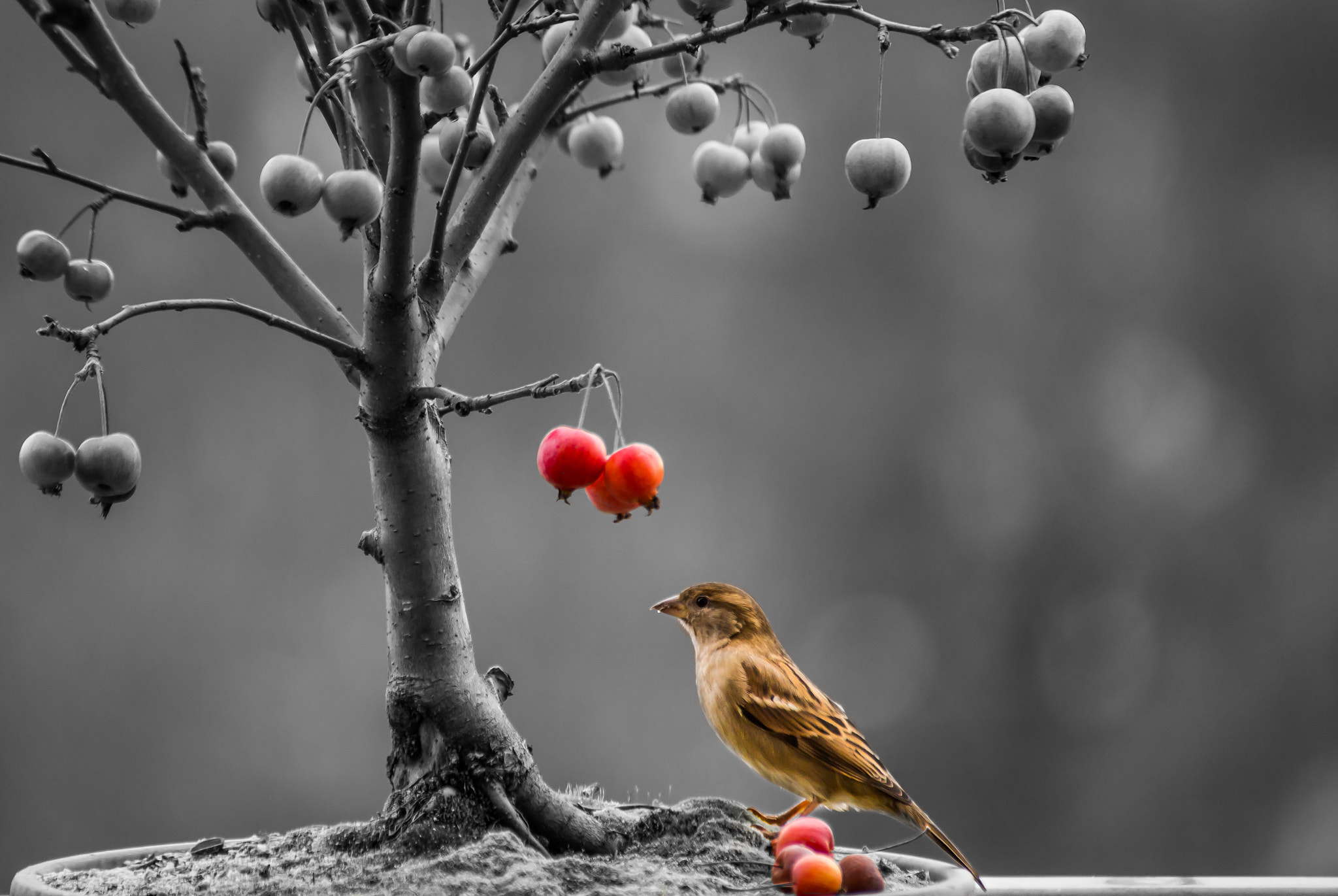 Canon EOS 6D sample photo. A sparrow under apples photography