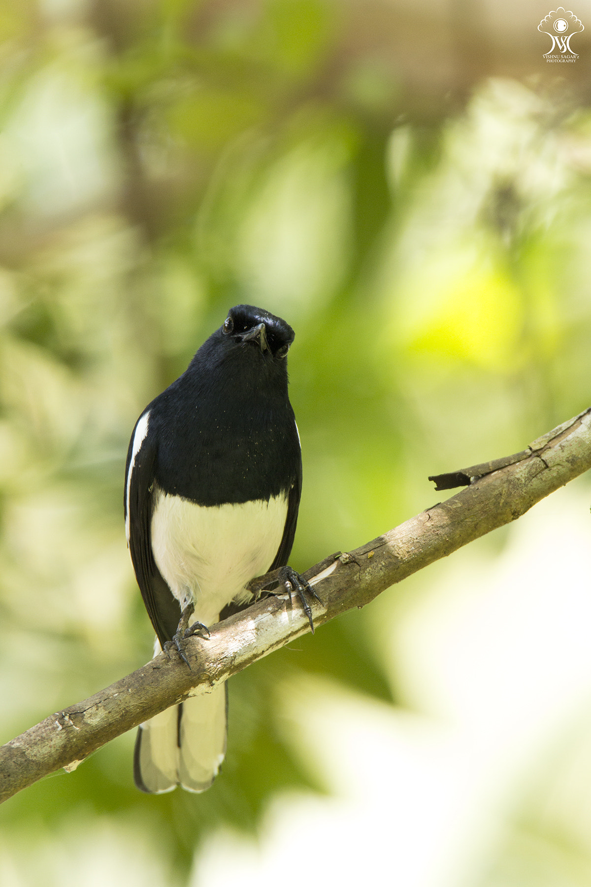 Tamron SP 150-600mm F5-6.3 Di VC USD sample photo. Suspicious ! photography