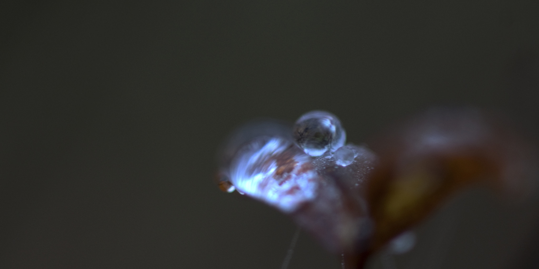 Nikon AF-S Micro-Nikkor 105mm F2.8G IF-ED VR sample photo. Drop photography