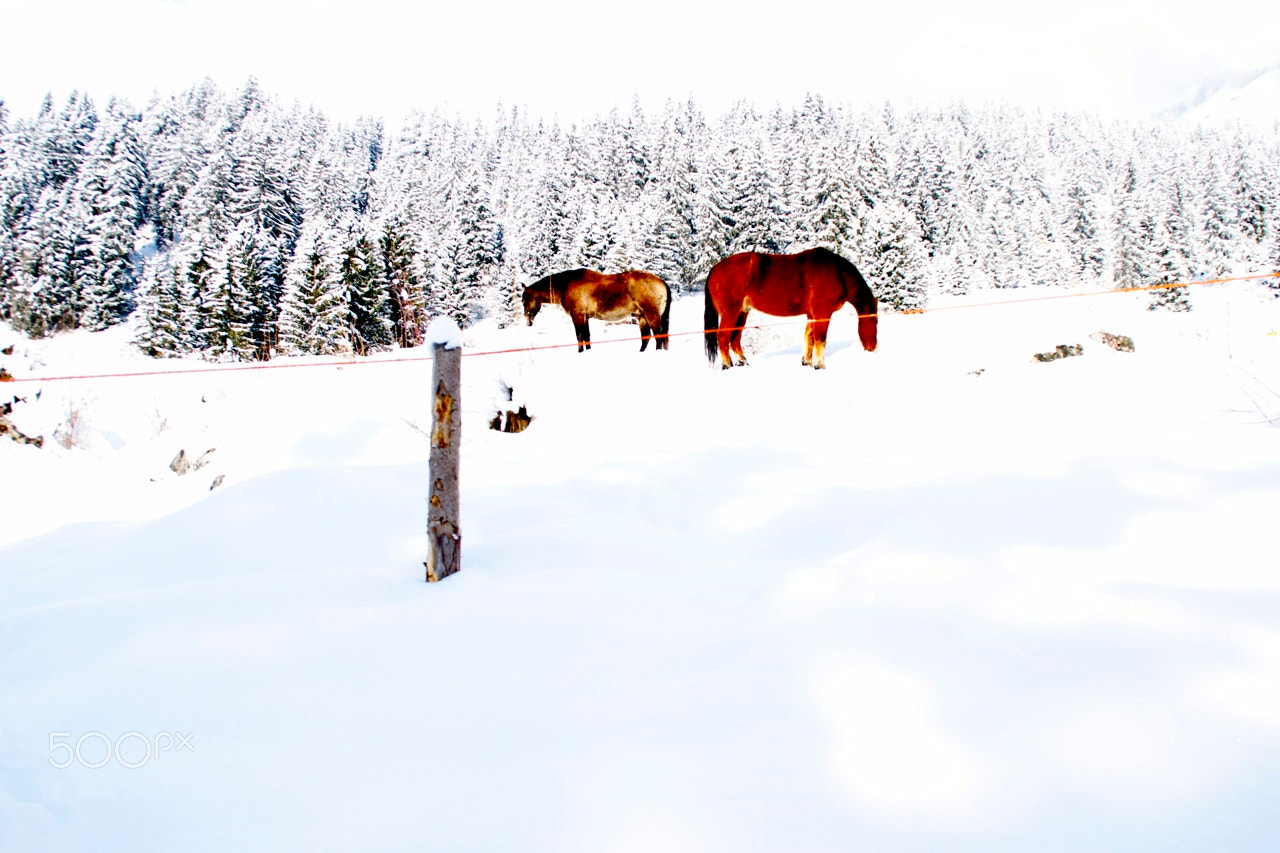 Sony Alpha DSLR-A700 sample photo. Horses in the snow photography