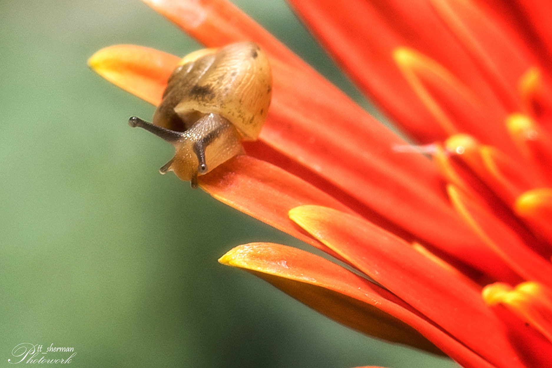 Sony a7 II + Canon EF 100mm F2.8L Macro IS USM sample photo. Pada penghujung photography