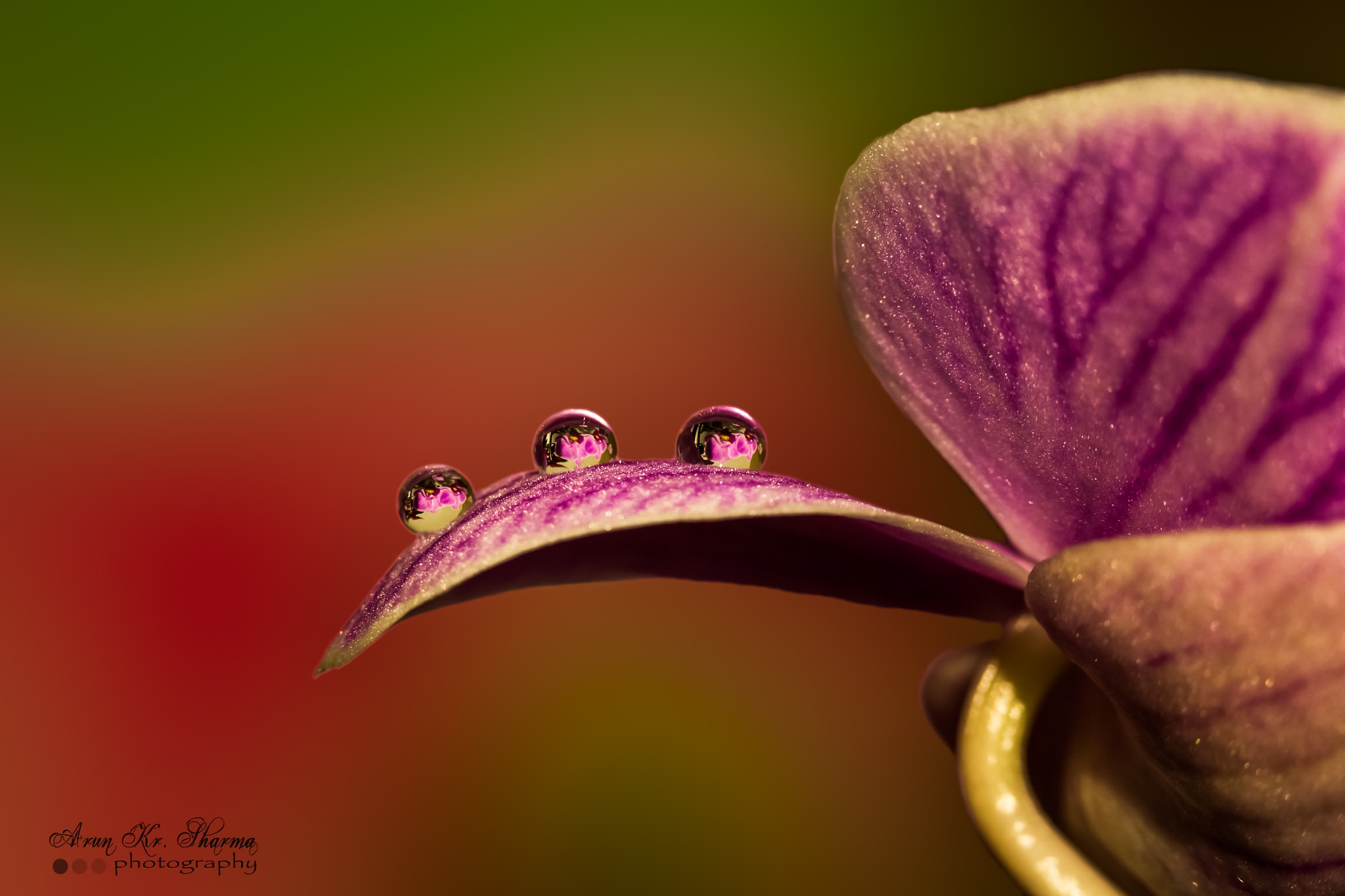 Canon EOS 60D sample photo. Reflection in drops on orkide photography