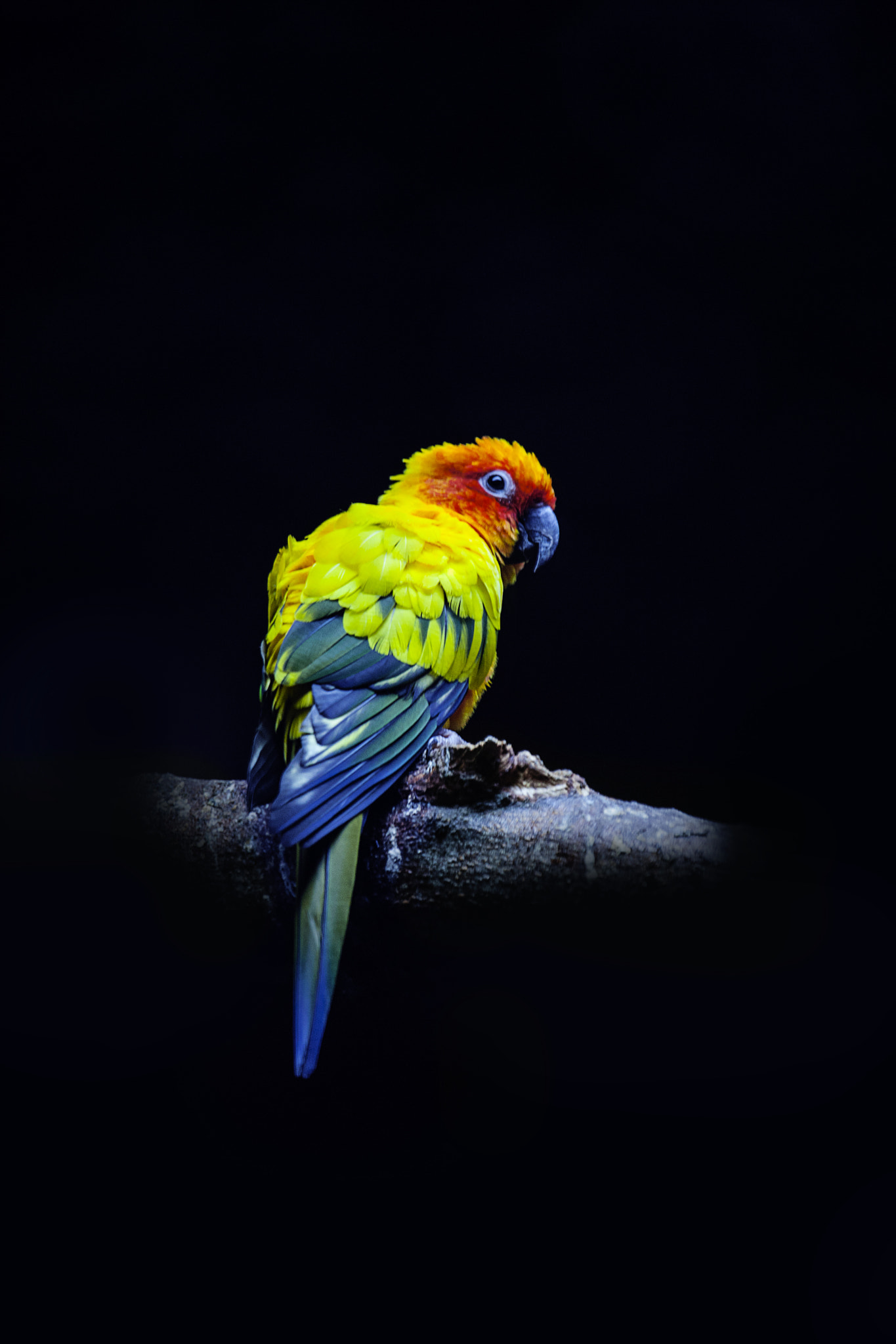 Canon EOS-1Ds Mark III sample photo. Sun conure photography