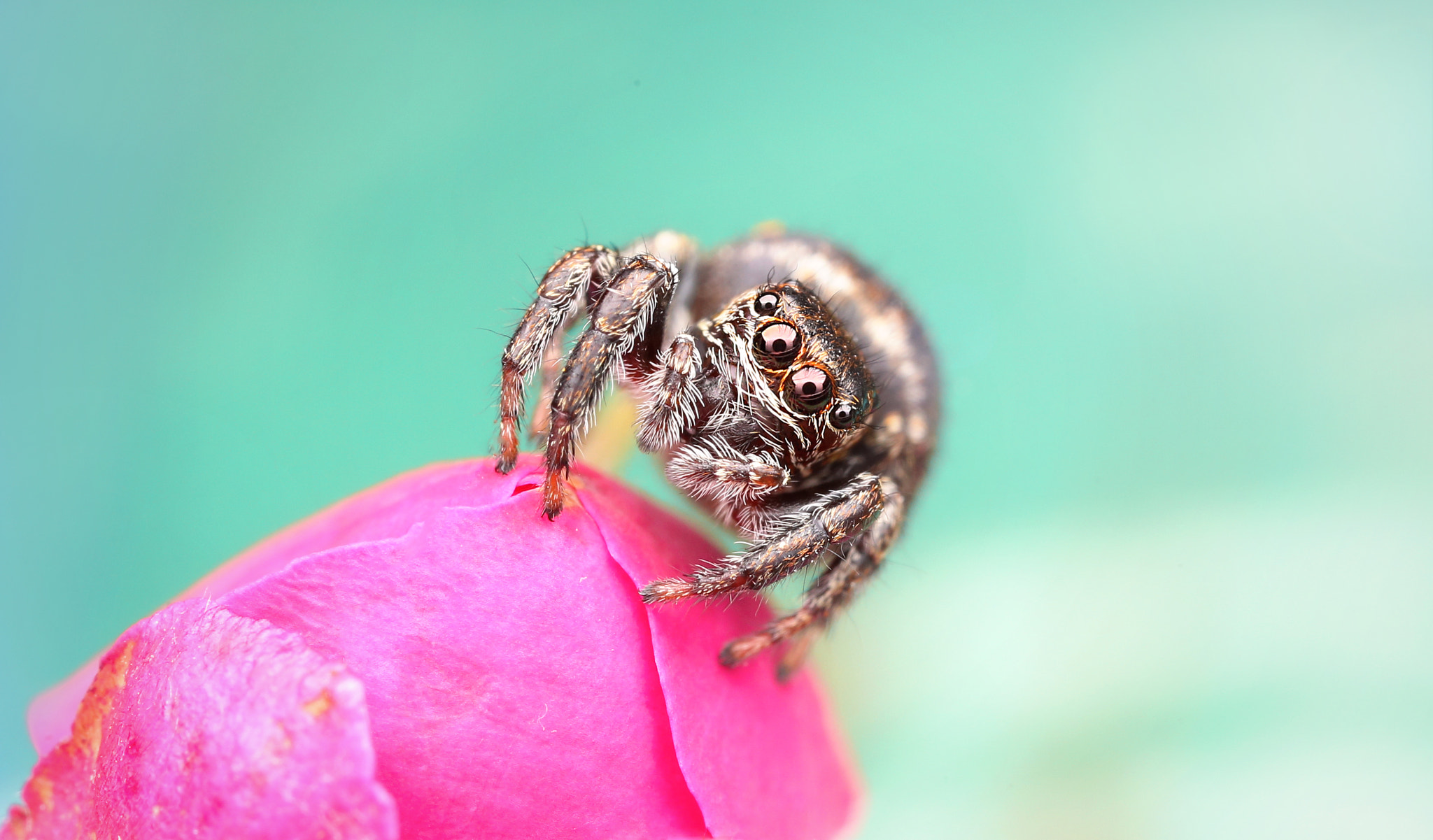 Canon EOS 6D sample photo. Jumping spider photography