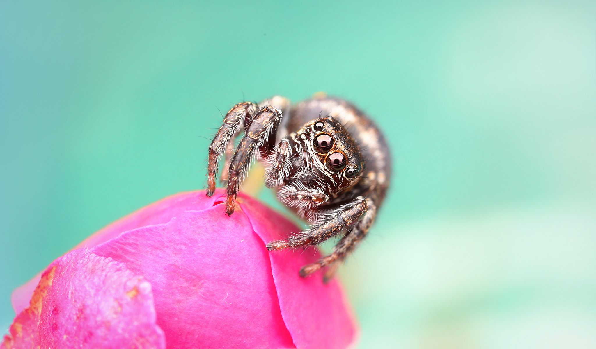 Canon EOS 6D + Canon MP-E 65mm F2.5 1-5x Macro Photo sample photo. Jumping spider photography