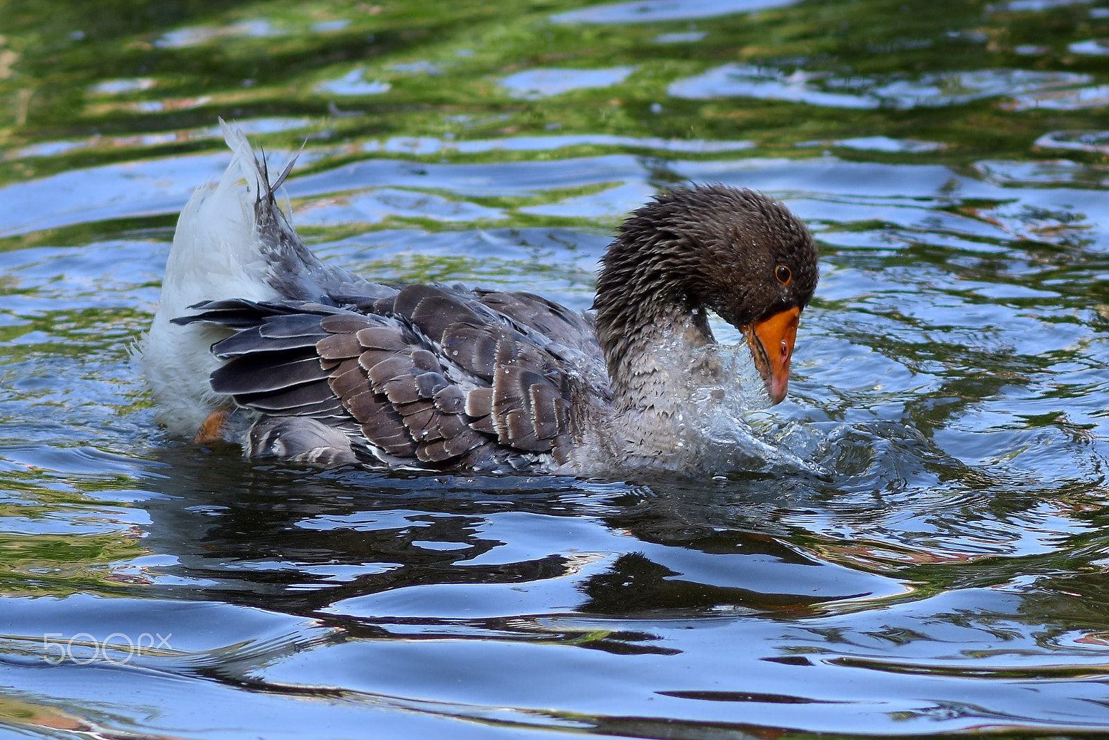 Nikon D5300 + Nikon AF-S Nikkor 85mm F1.8G sample photo. Goose photography