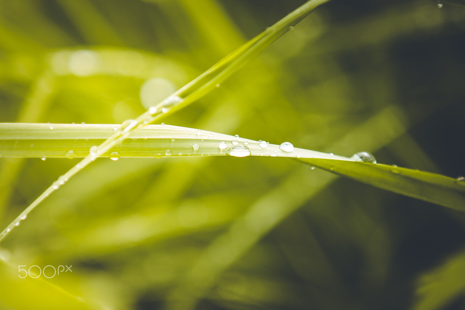 Canon EOS 40D sample photo. After raining photography