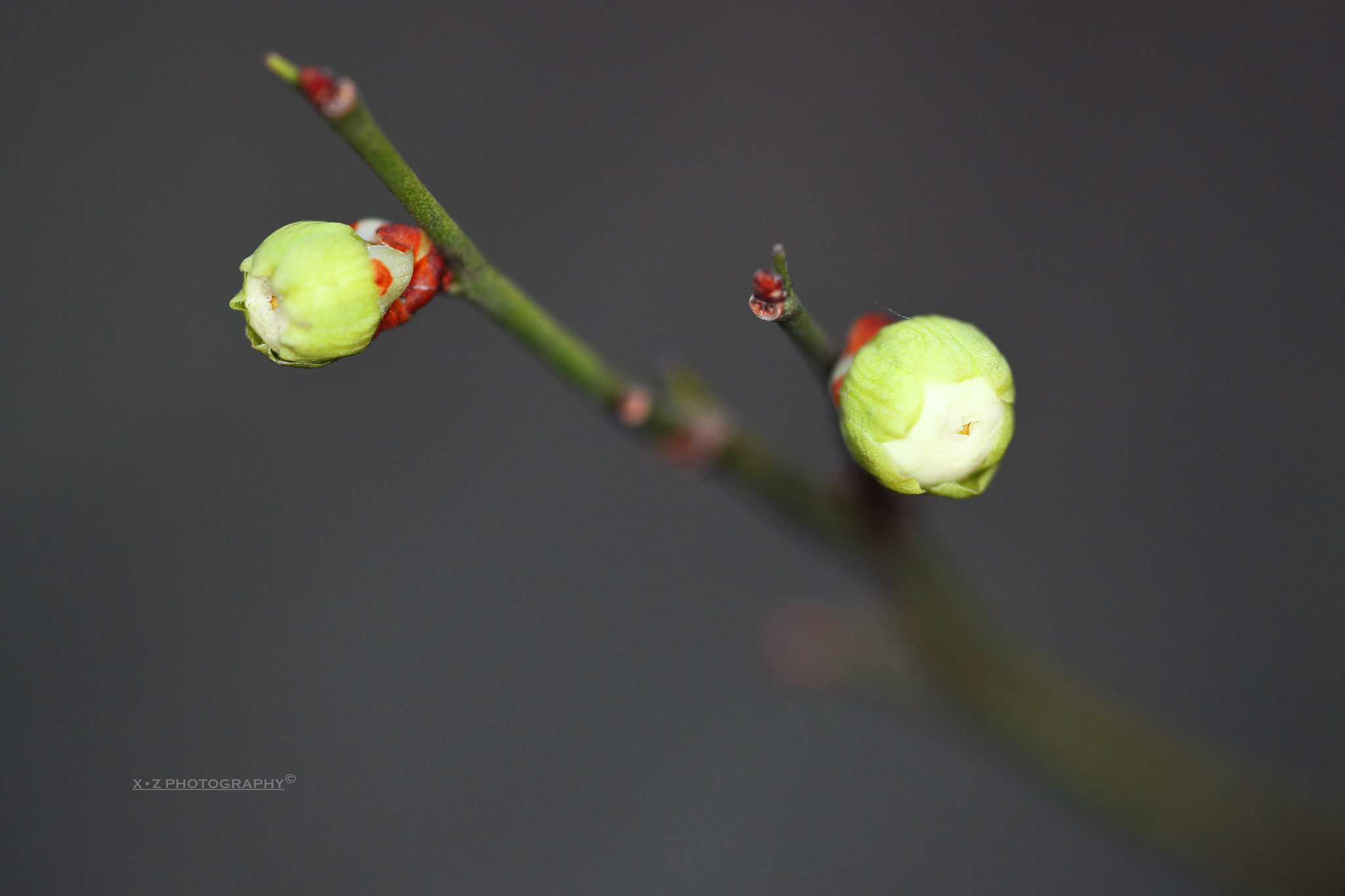 Canon EF 180mm F3.5L Macro USM sample photo. Wintersweet 梅花 photography