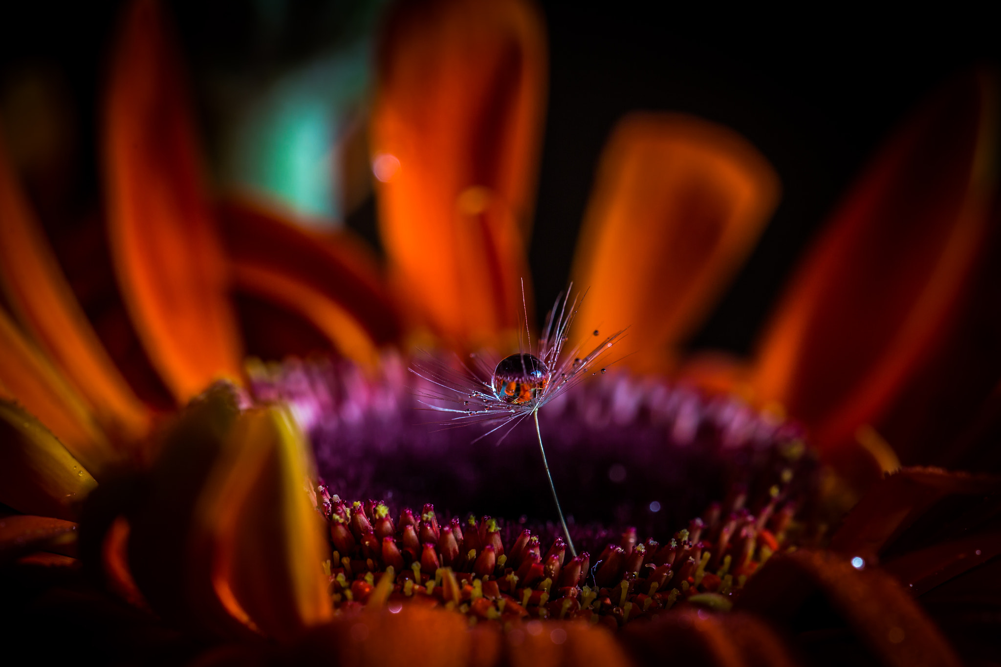 Sigma 150mm f/2.8 EX DG OS HSM APO Macro sample photo. Fire worship photography