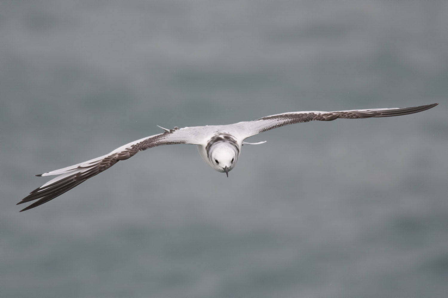 Nikon D500 + Nikon AF-S Nikkor 300mm F4D ED-IF sample photo. Kittiwake photography