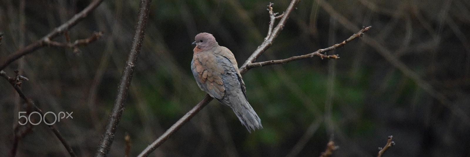 Sigma 150-500mm F5-6.3 DG OS HSM sample photo. Dowe photography