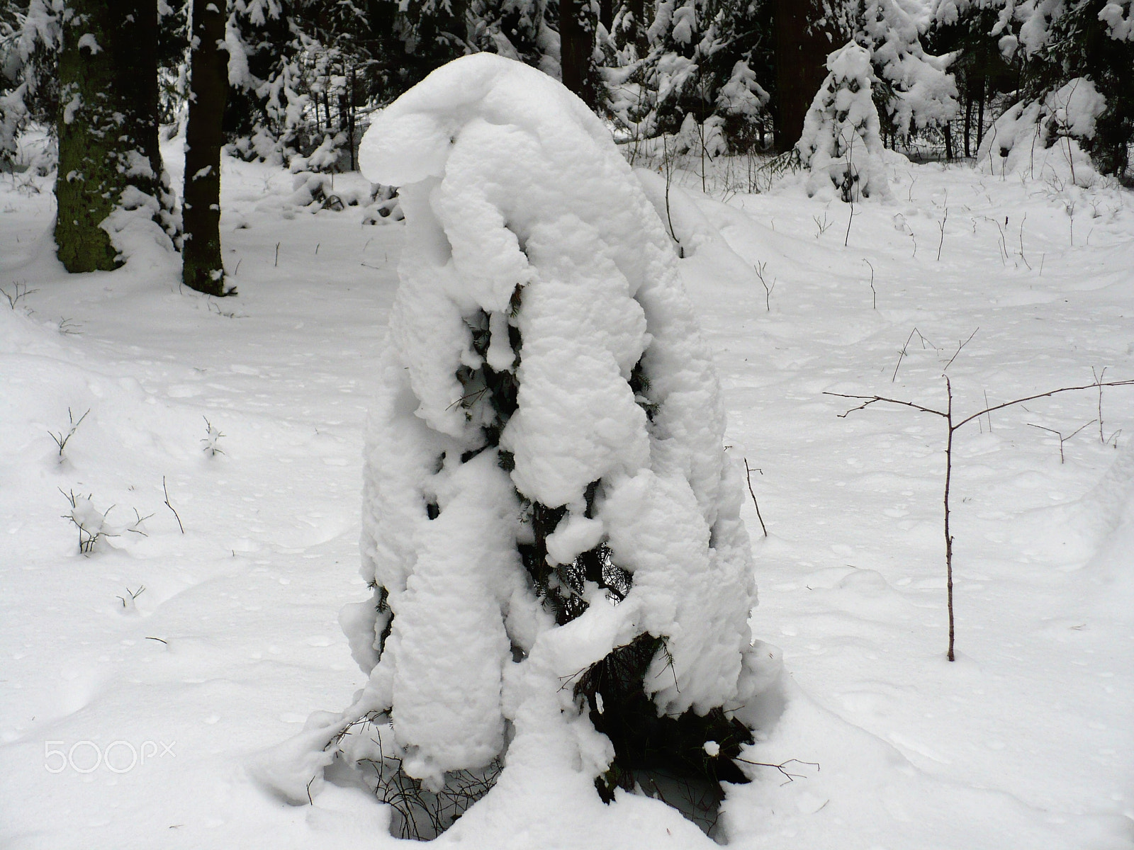 Panasonic DMC-LZ7 sample photo. Spruce covered with snow photography