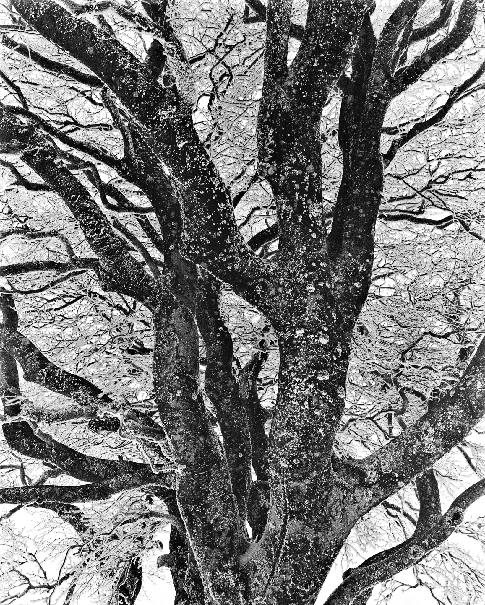 Canon EF 50mm F2.5 Macro sample photo. Beech and snow photography